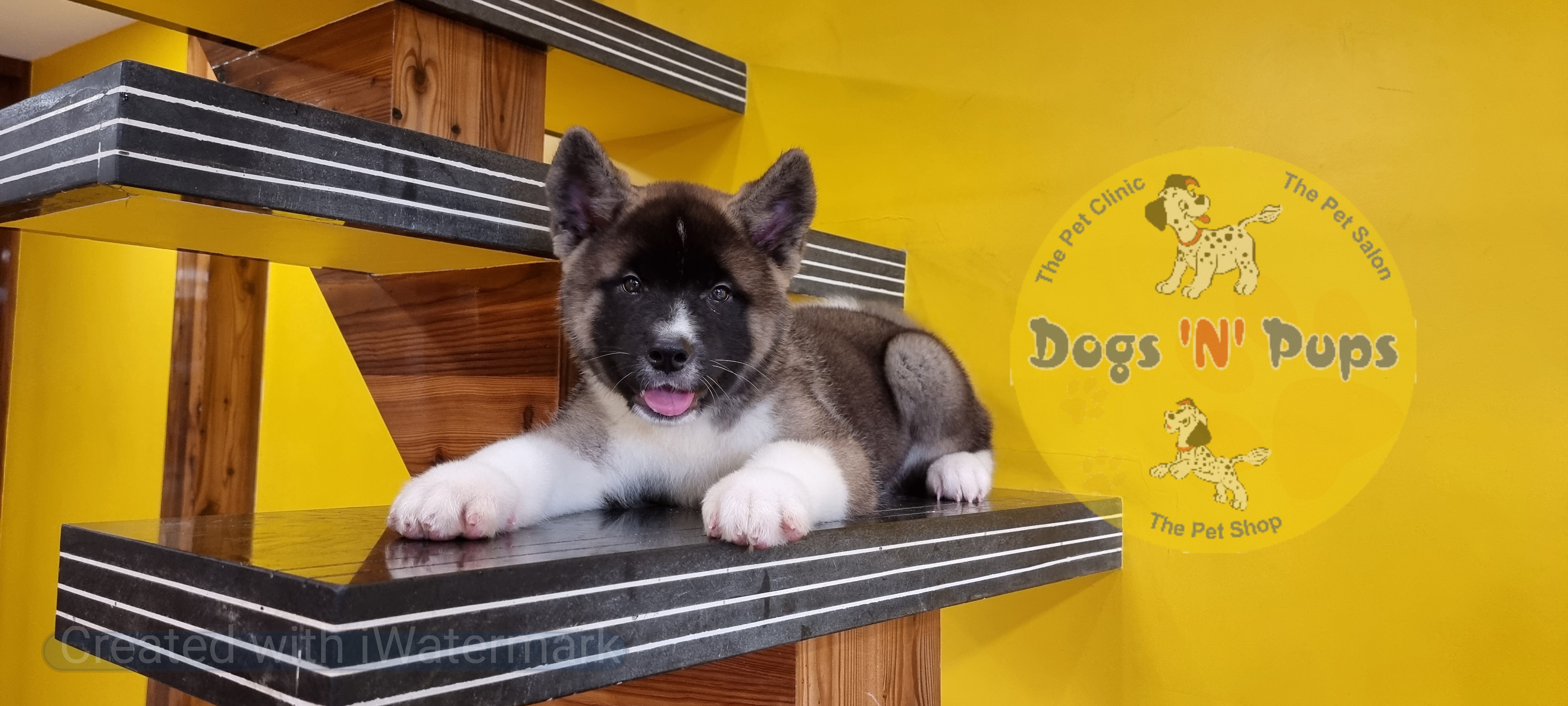 American Akita  image 2