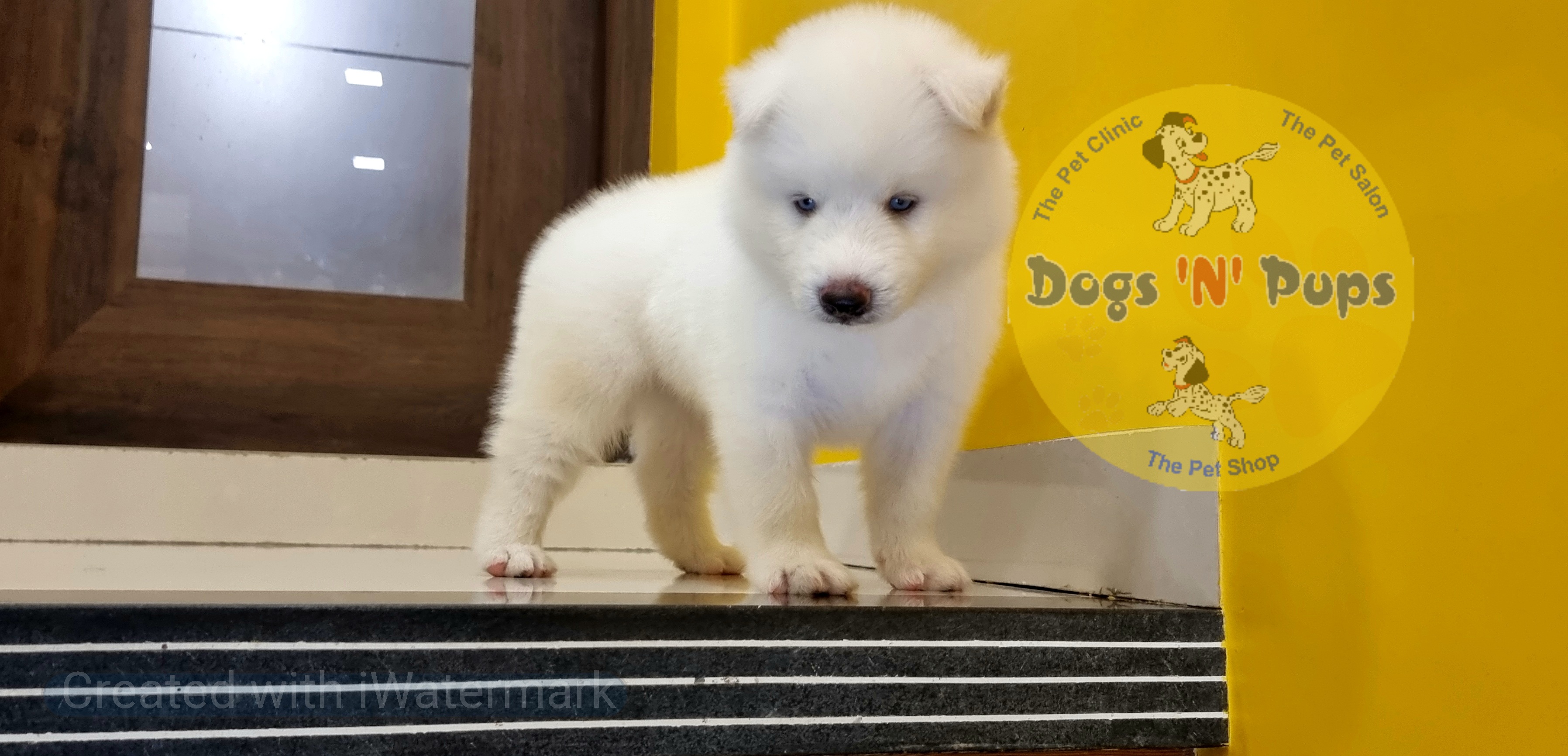 pet Siberian husky  header image