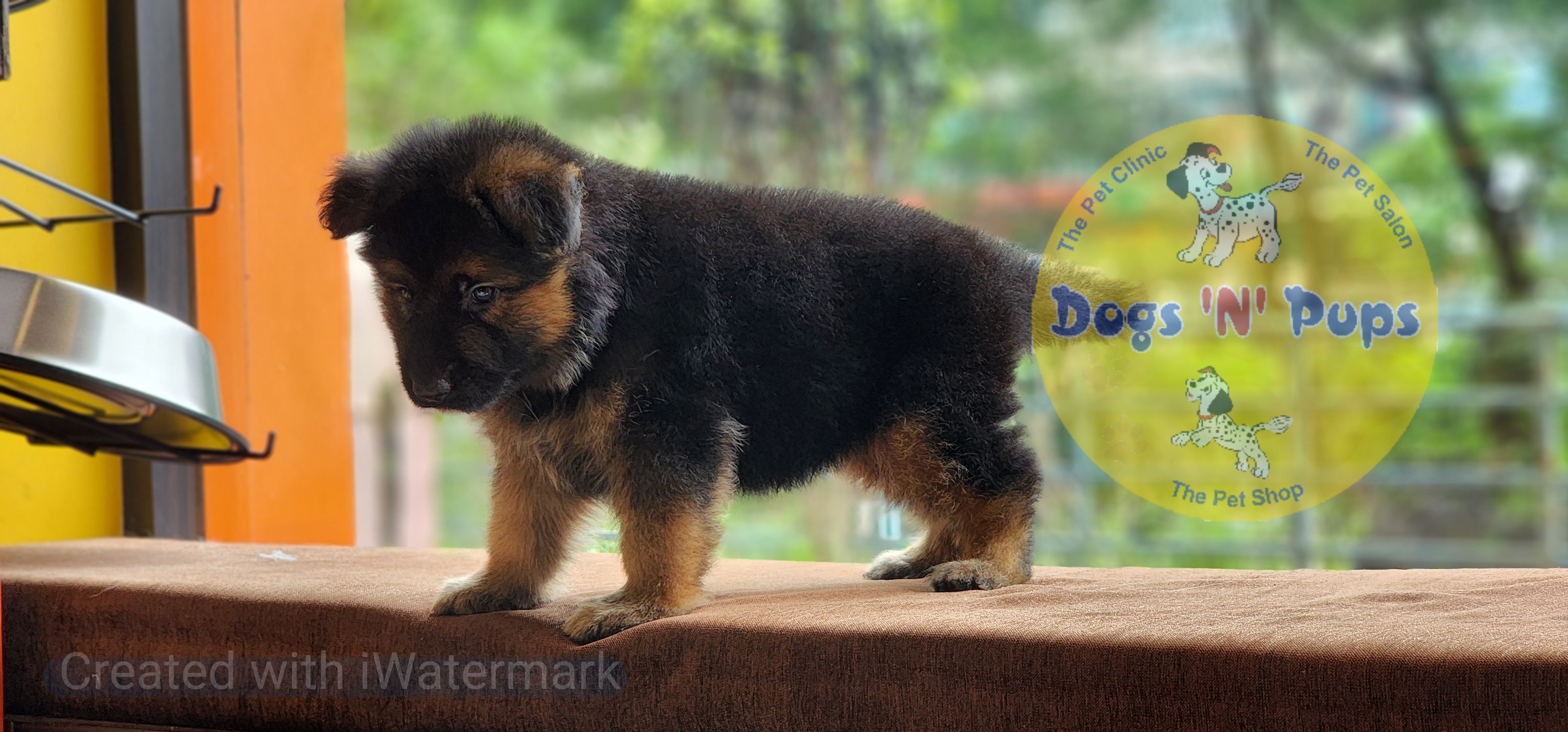 German shepherd  image 5