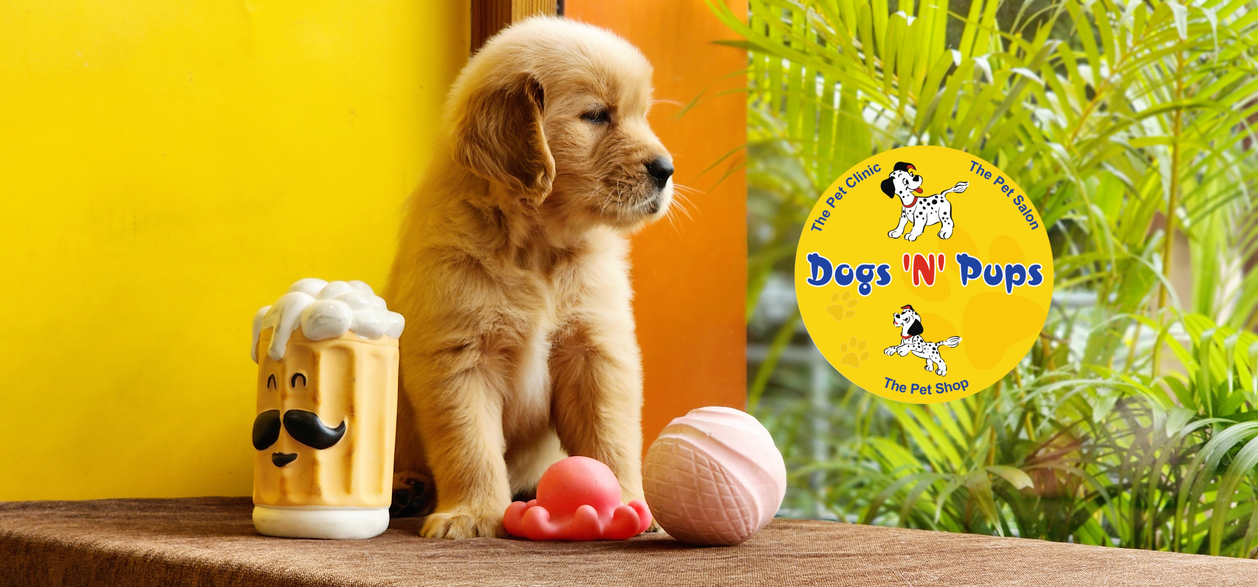 Golden retriever  image 7