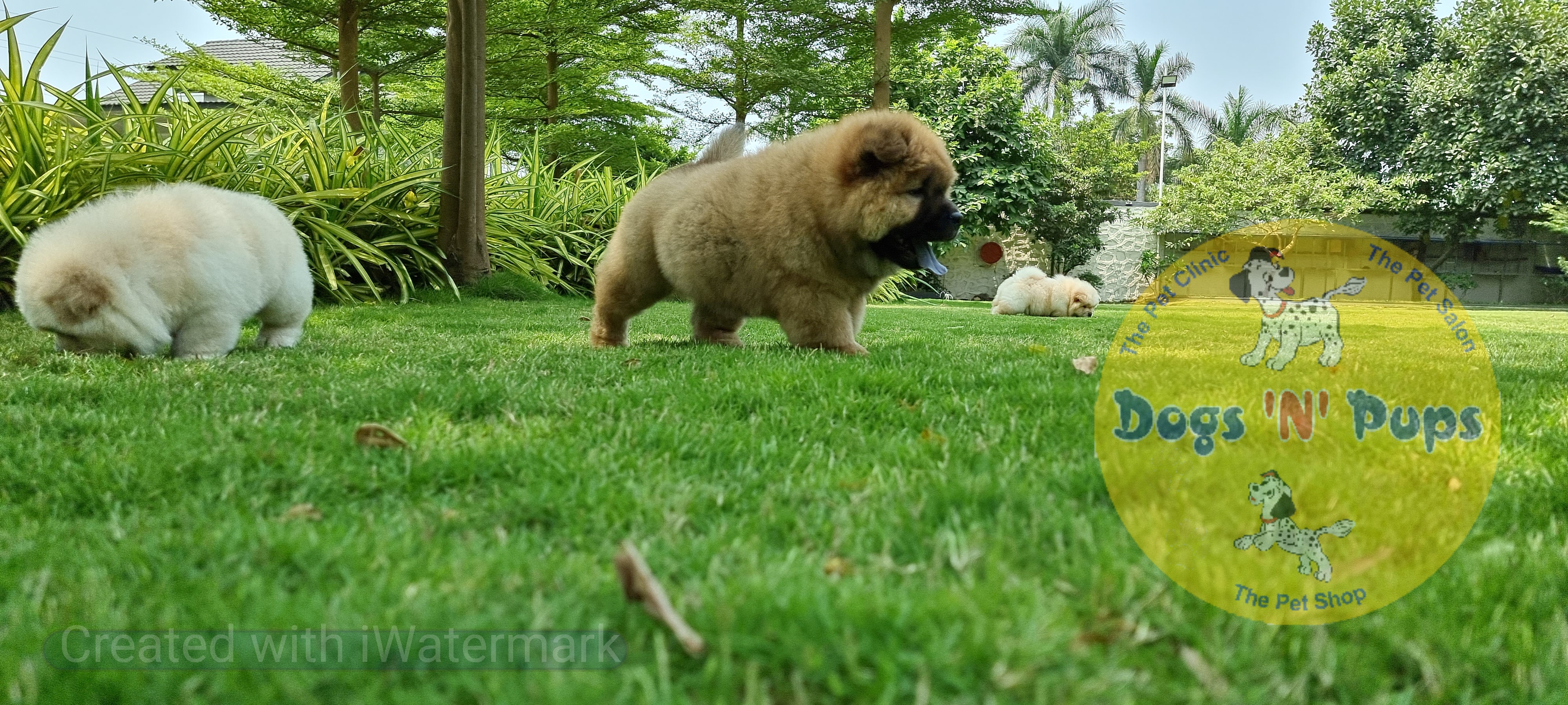 Chow Chow     image 4