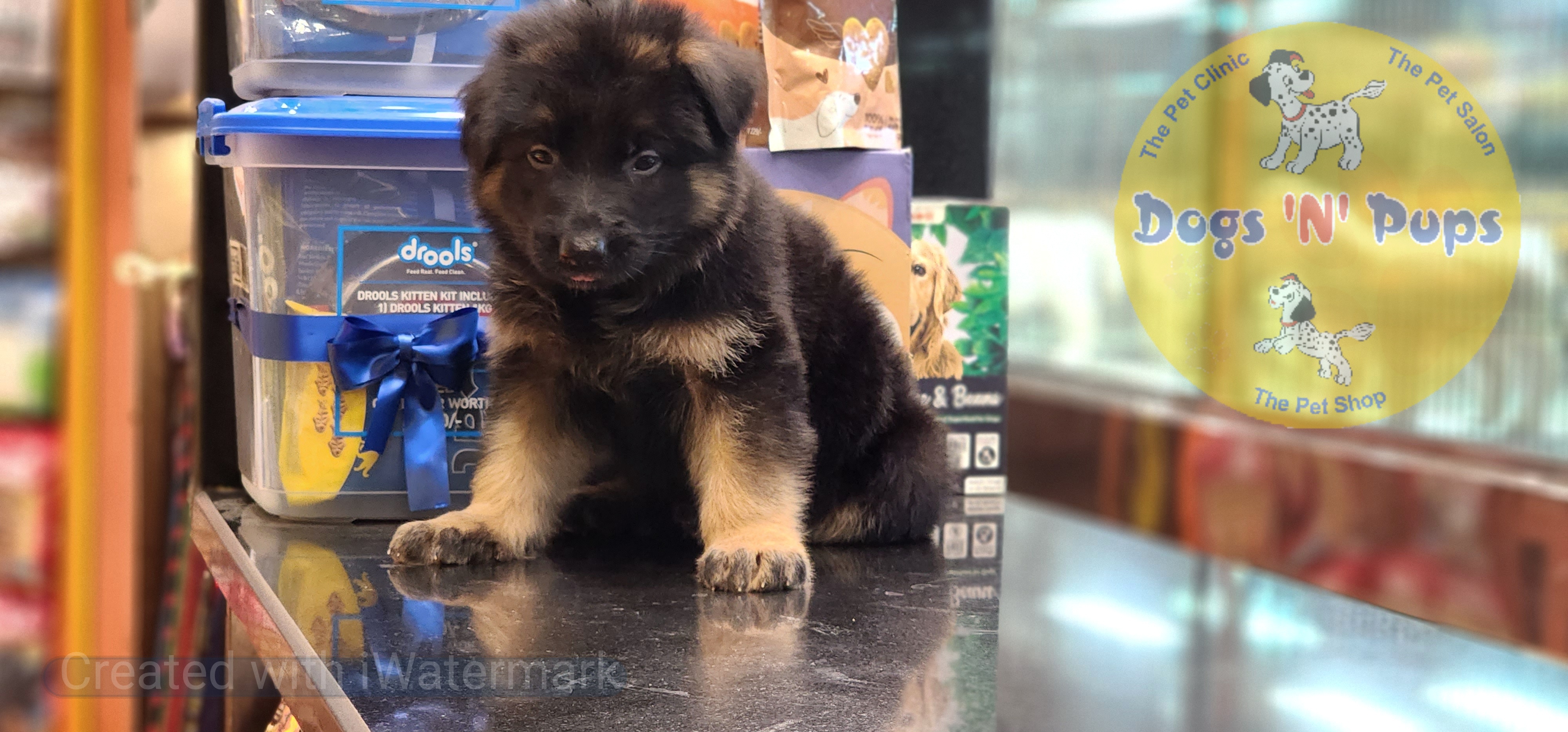 German shepherd  image 3