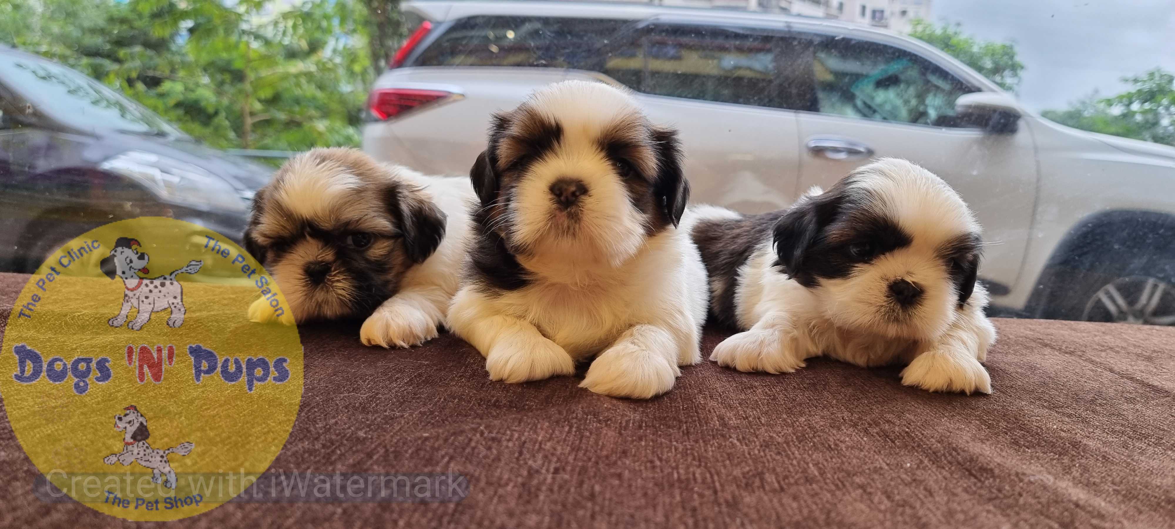 Shihtzu  image 2
