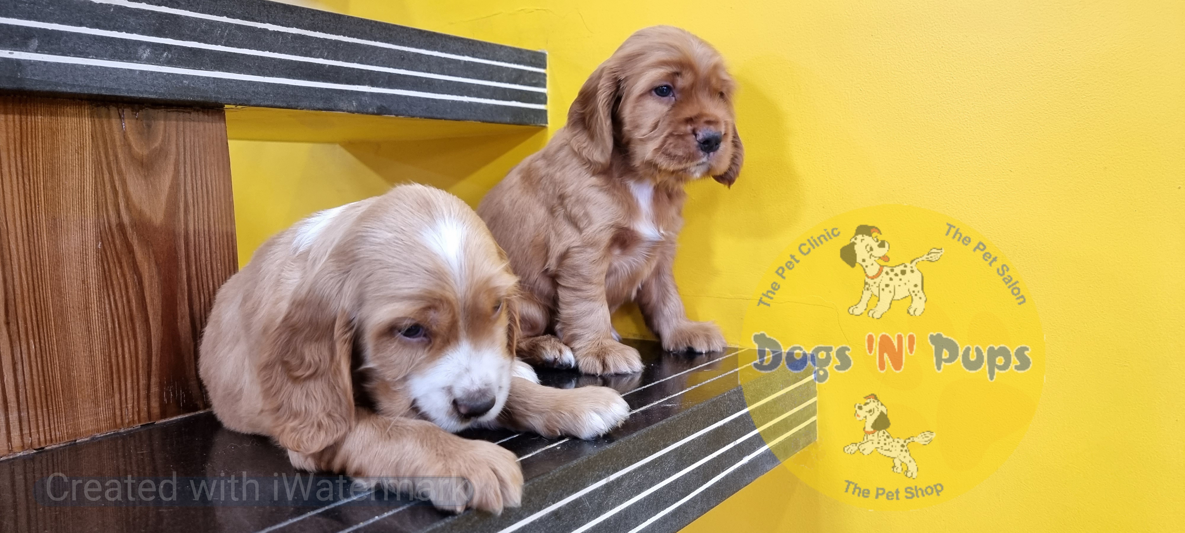 Cocker spaniel  image 6