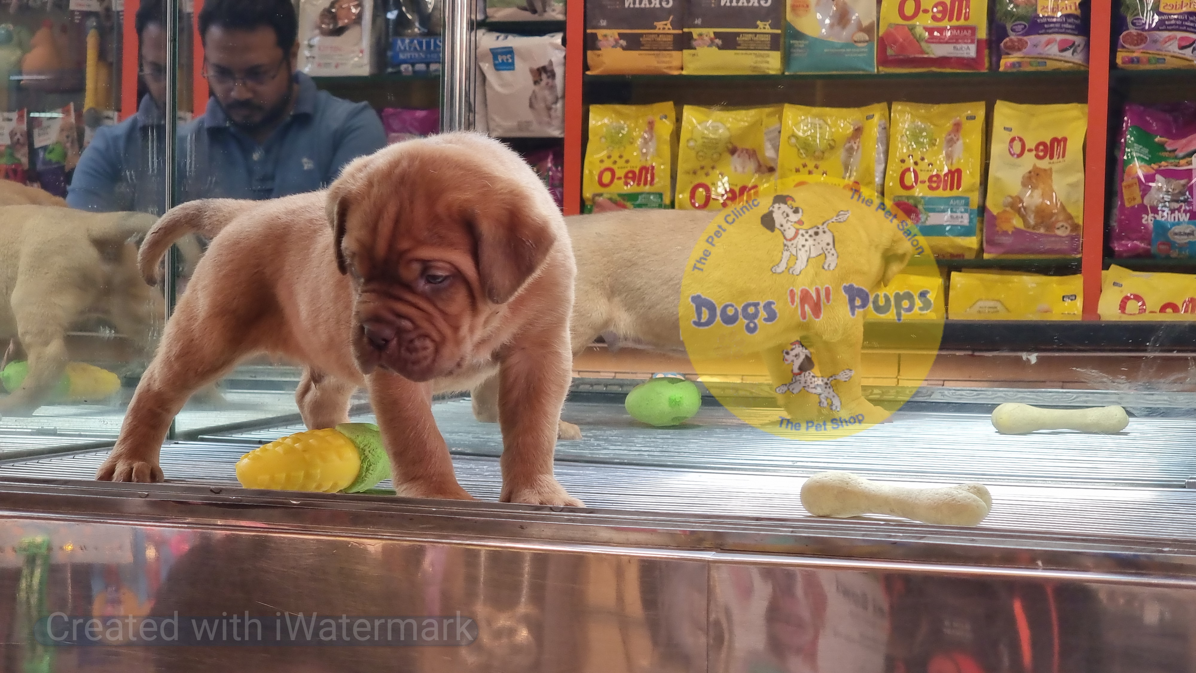 French mastiff  image 6