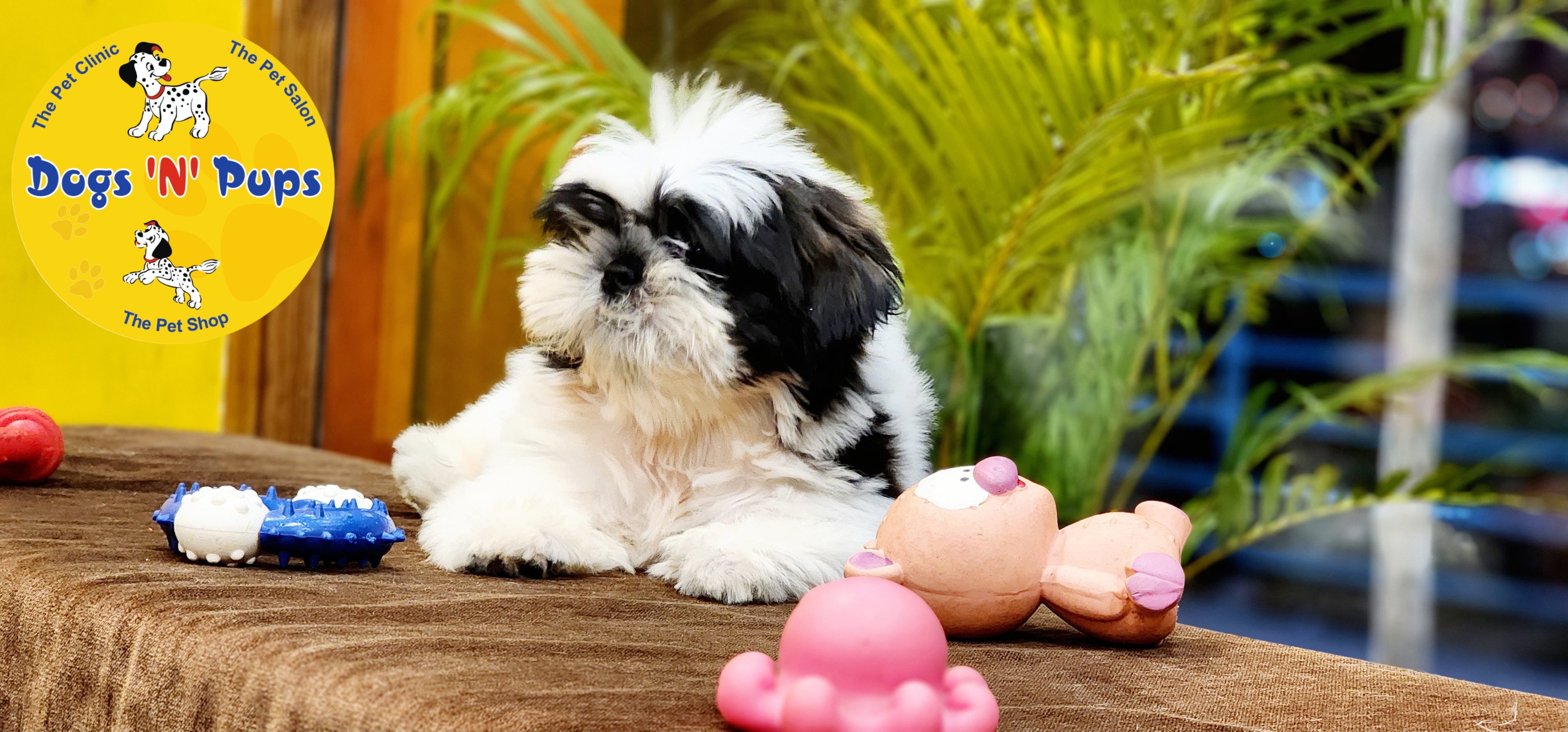 Shihtzu  image 5