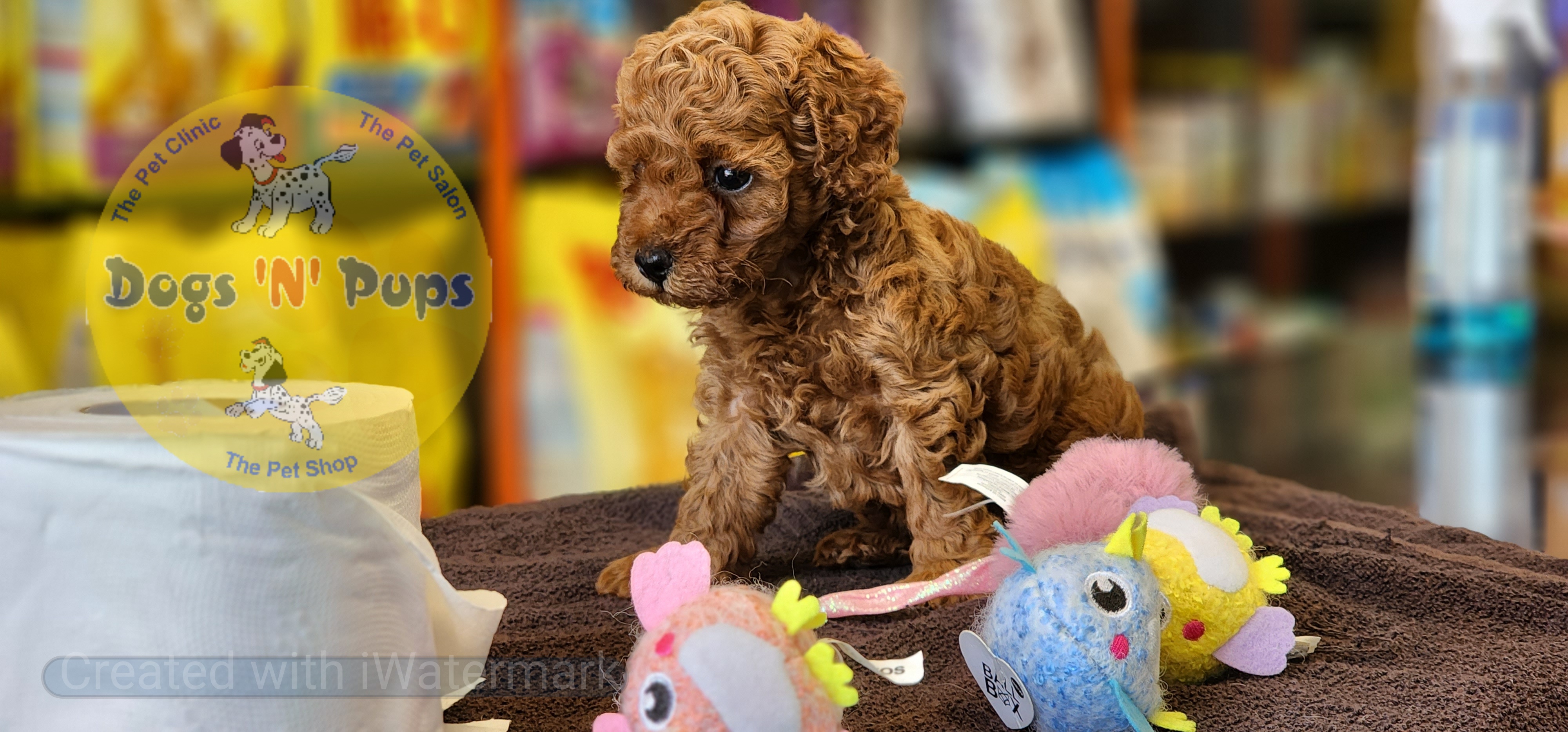 Toy poodle  image 2