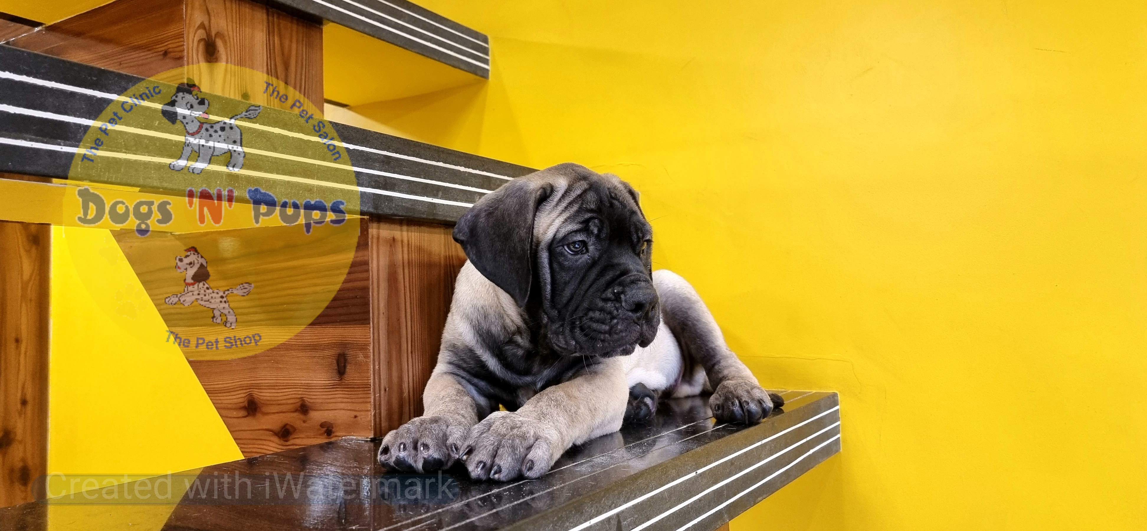 Bullmastiff  image 5