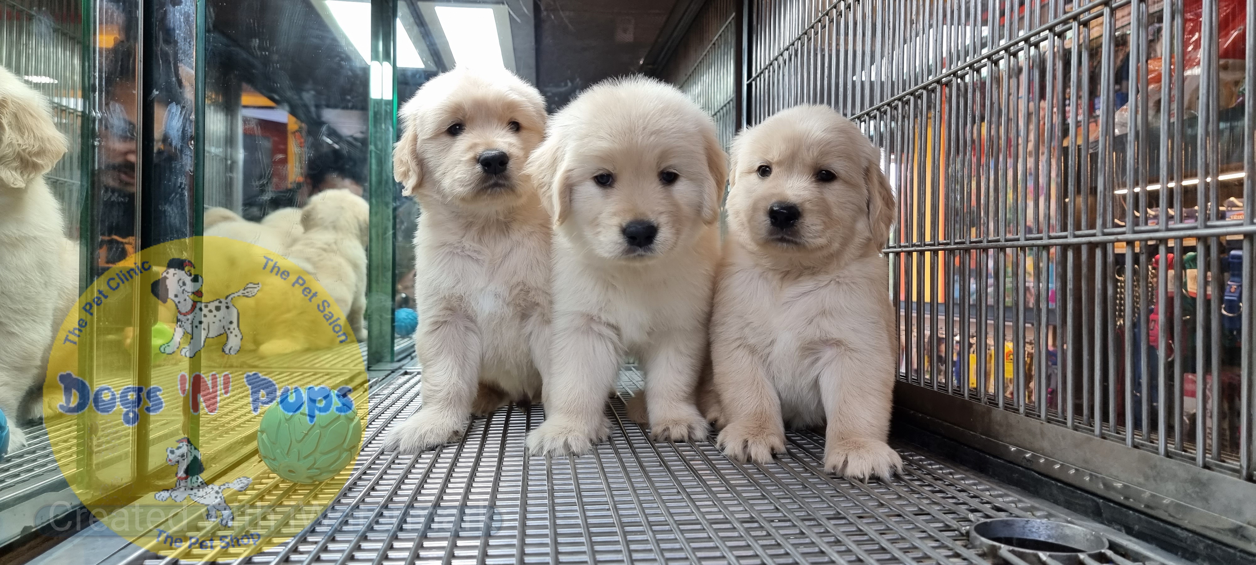 pet Golden retriever puppies  header image
