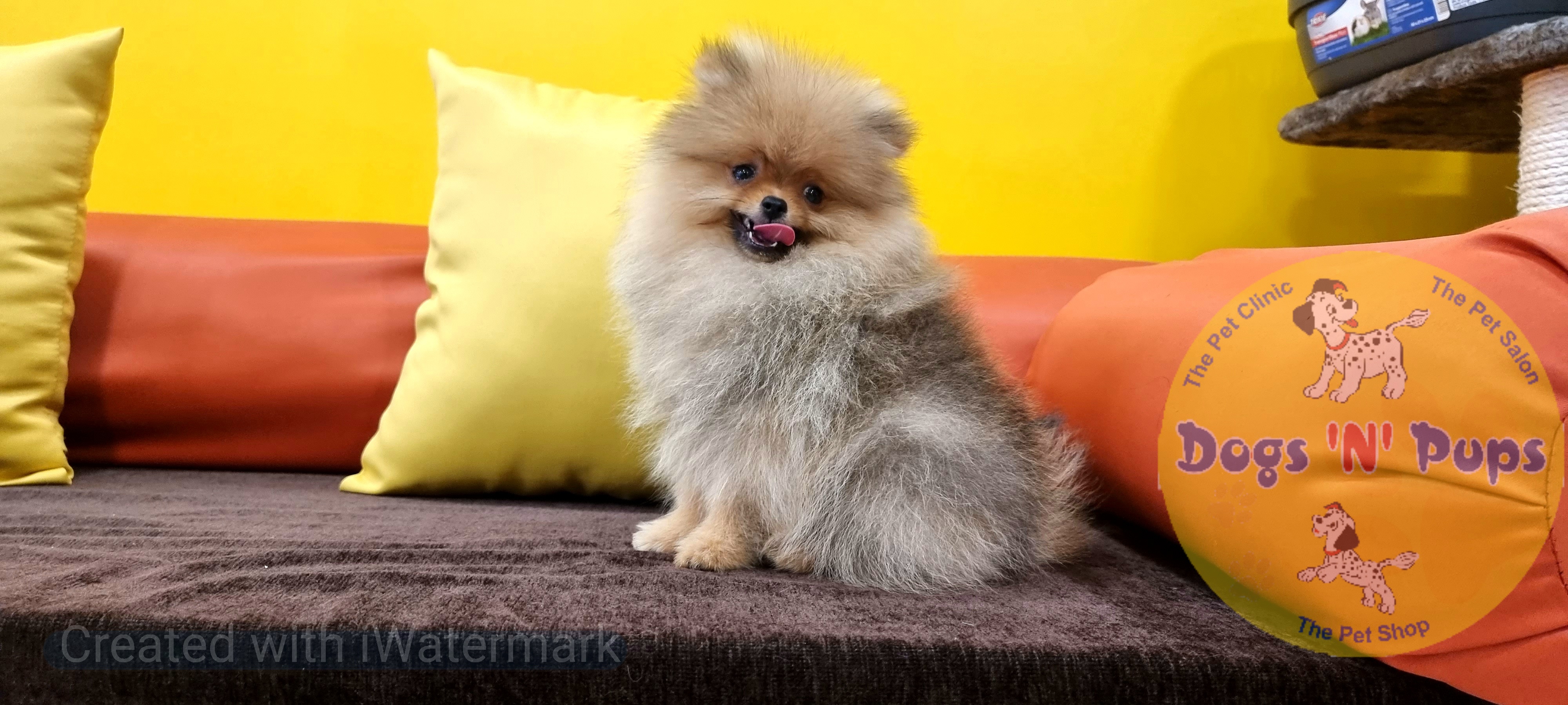 Toy pomeranian  image 6