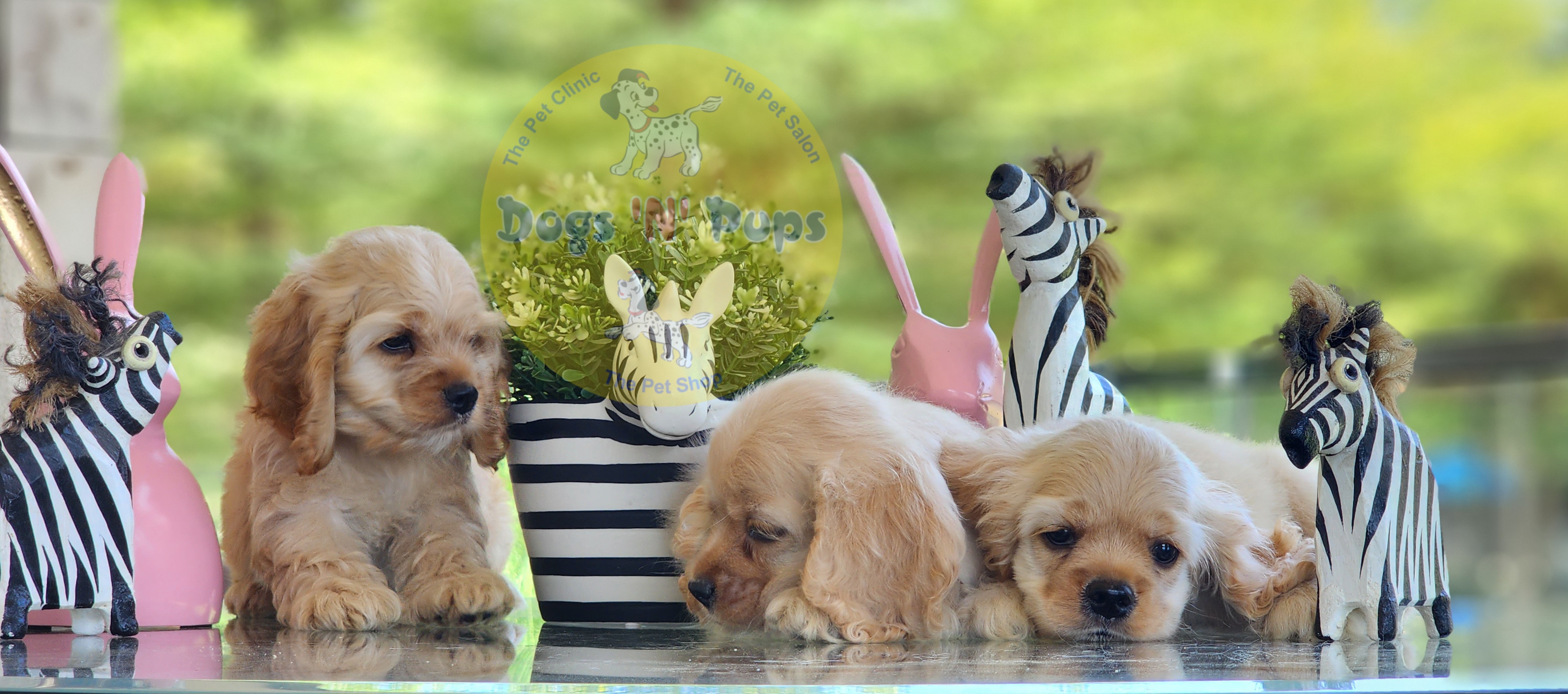 American Cocker Spaniel  image 8