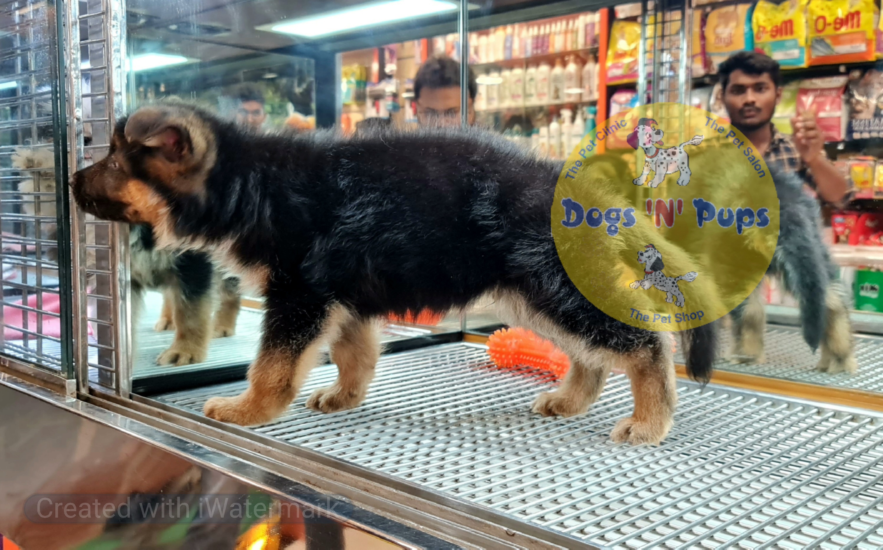 German shepherd  image 4