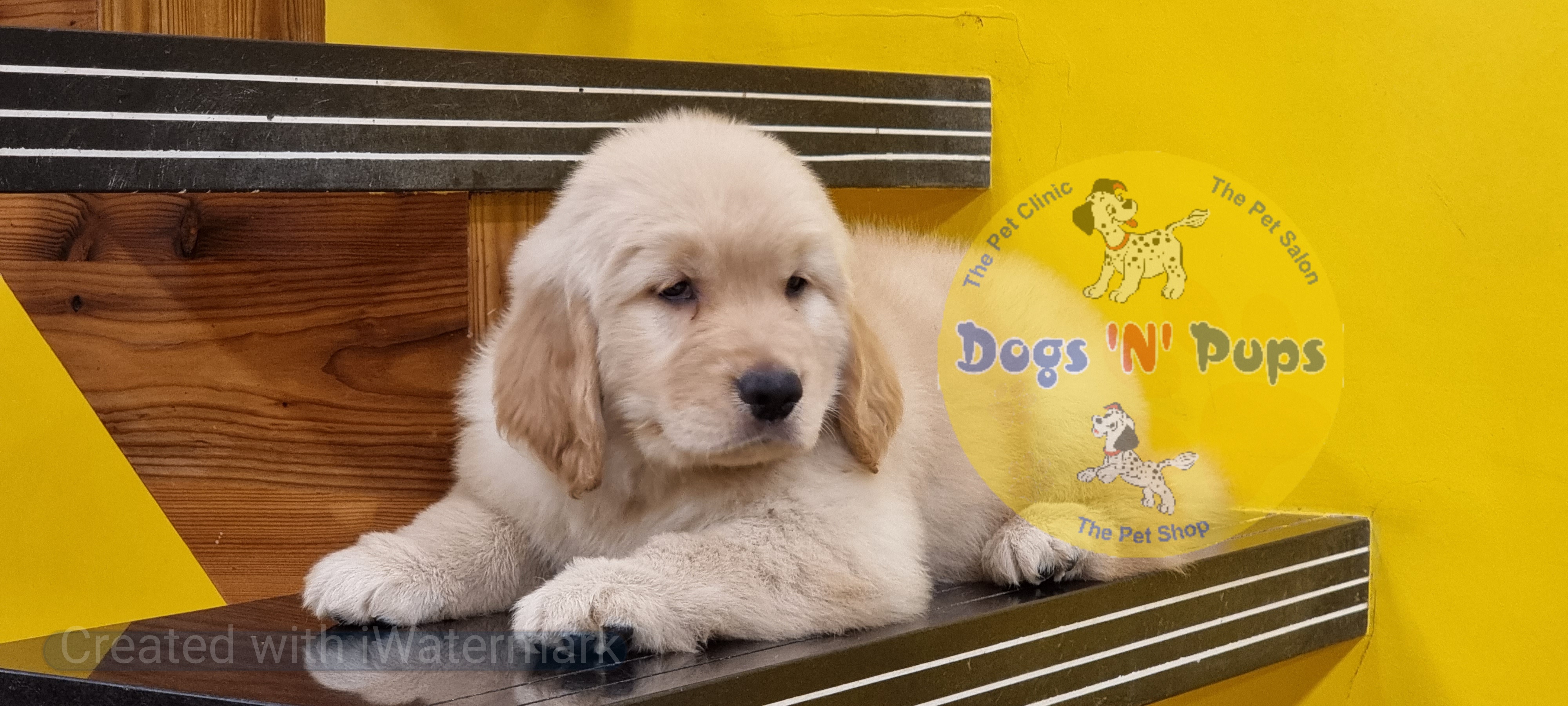 Golden retriever   image 5