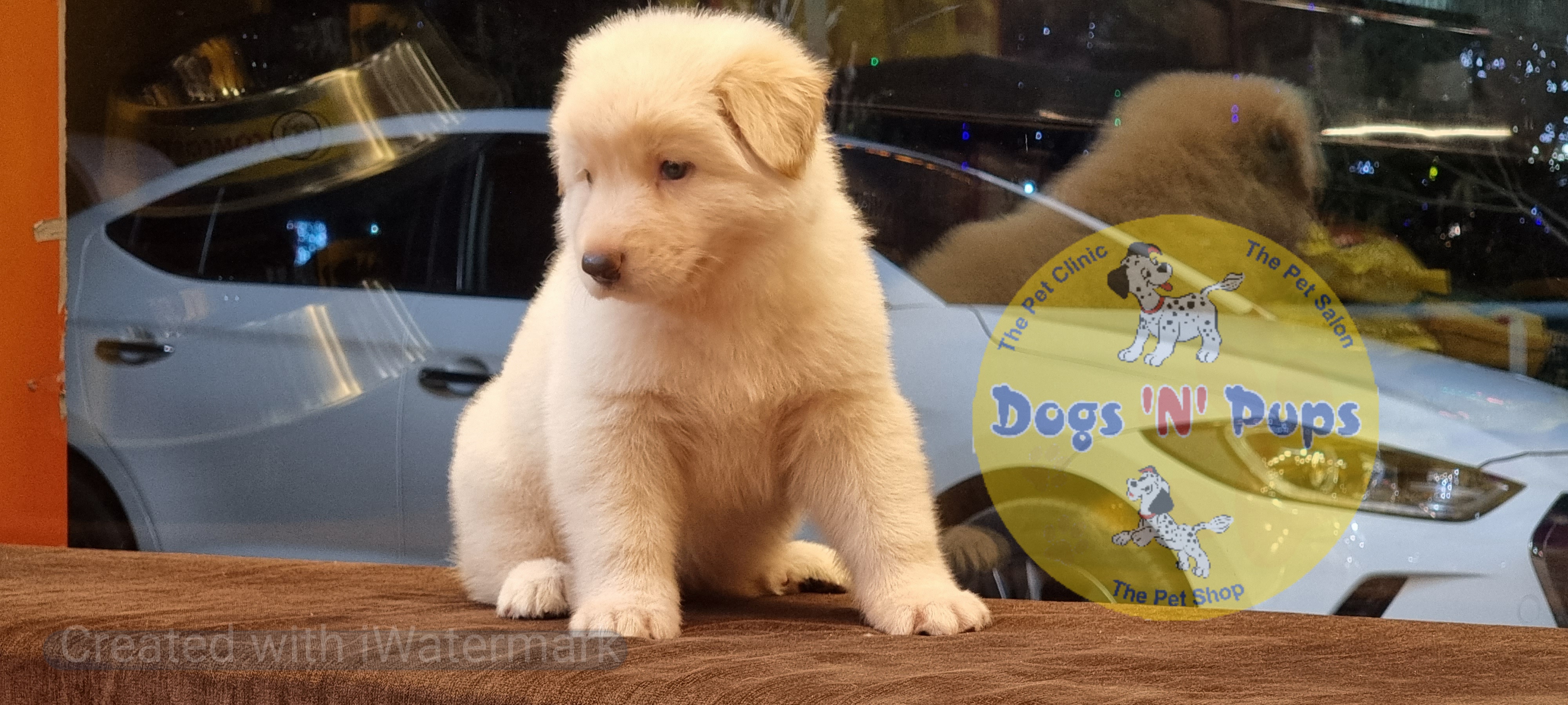 German shepherd  White image 12