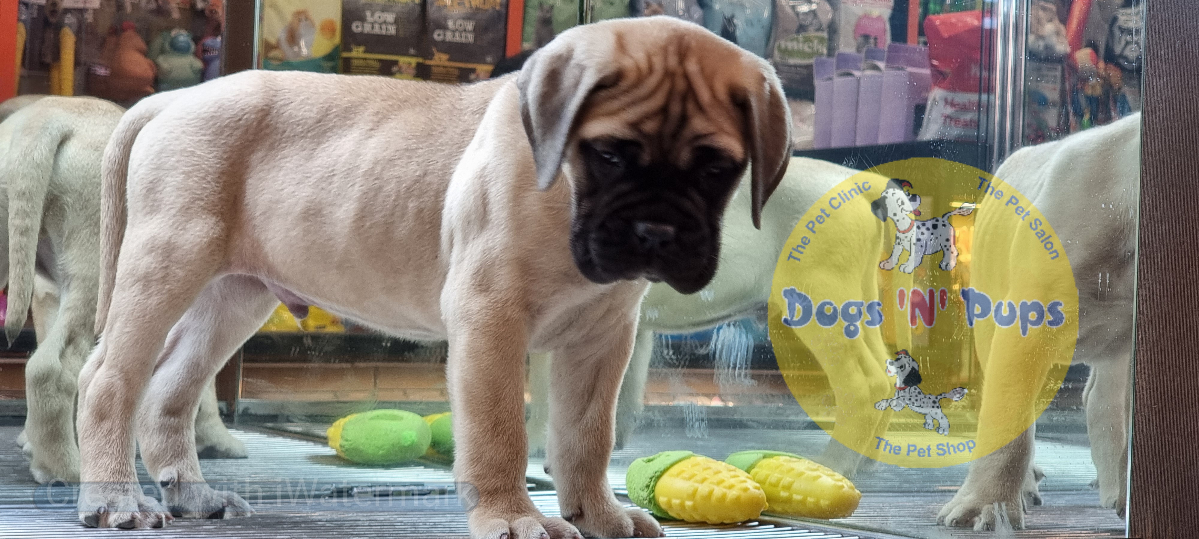 Bullmastiff  image 10