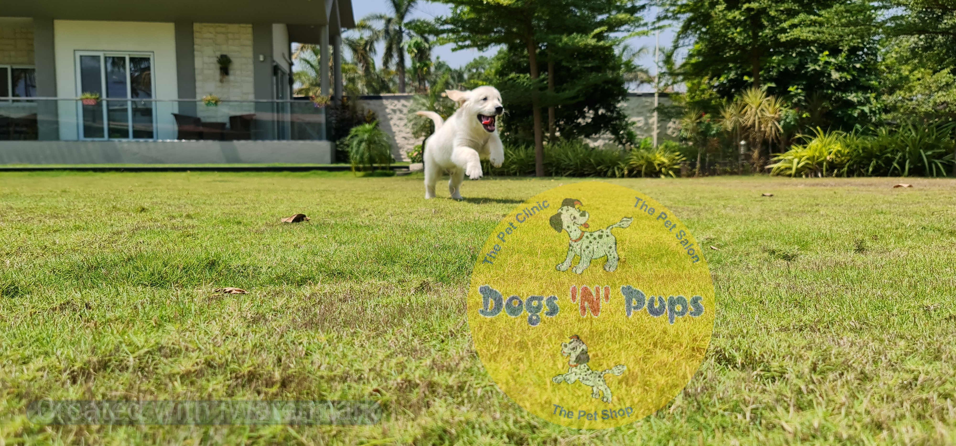 Golden retriever  image 4