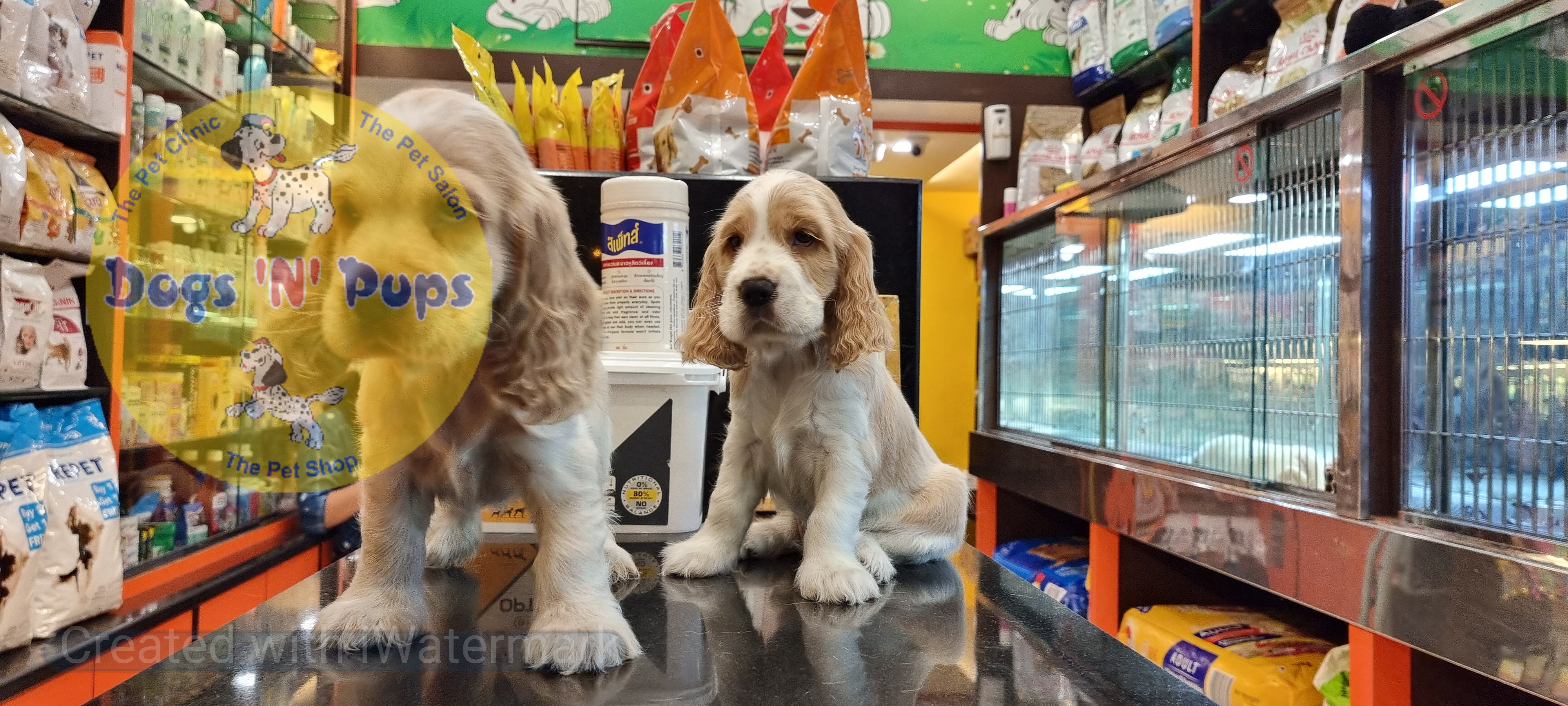 Cocker spaniel puppies  image 12