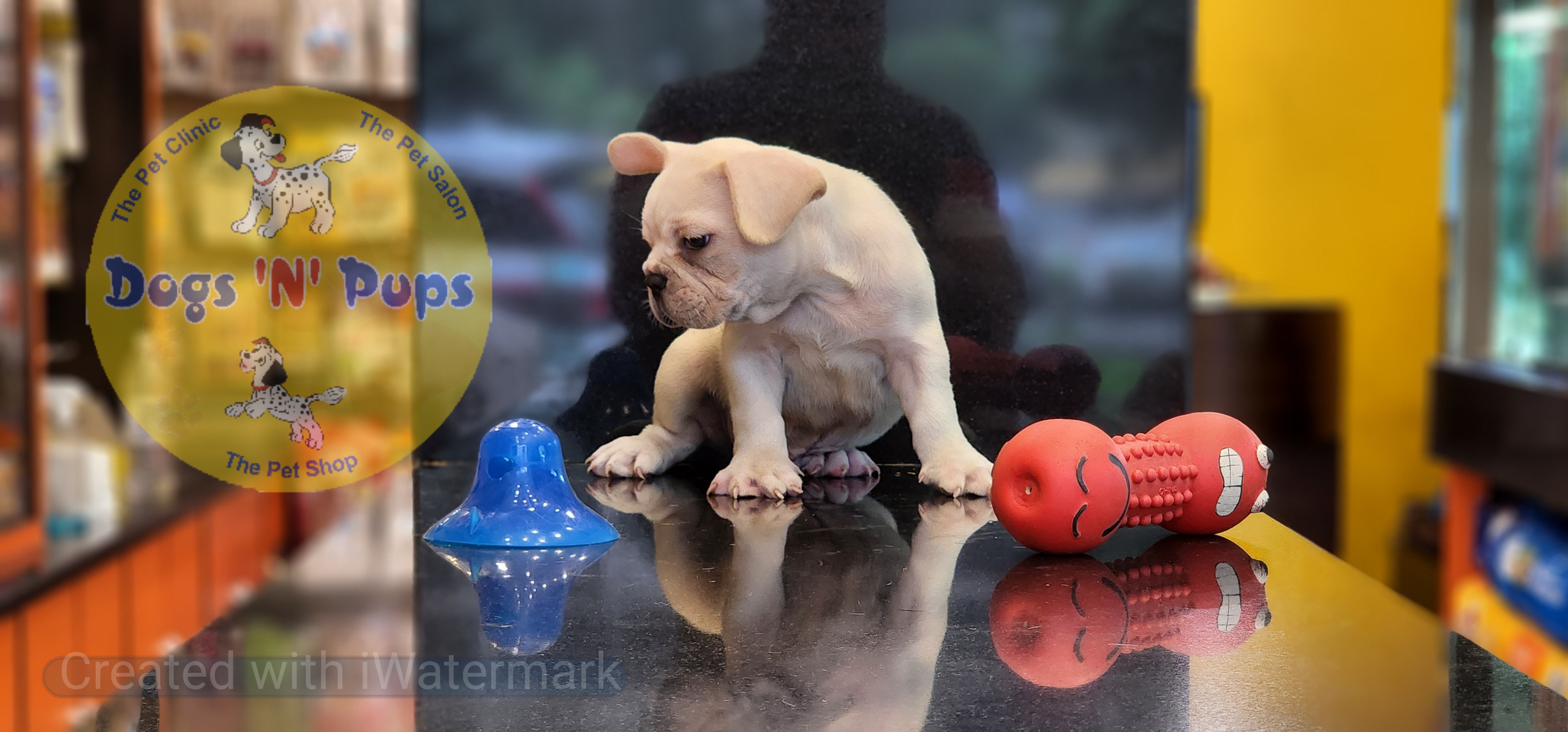 French bulldog  image 3