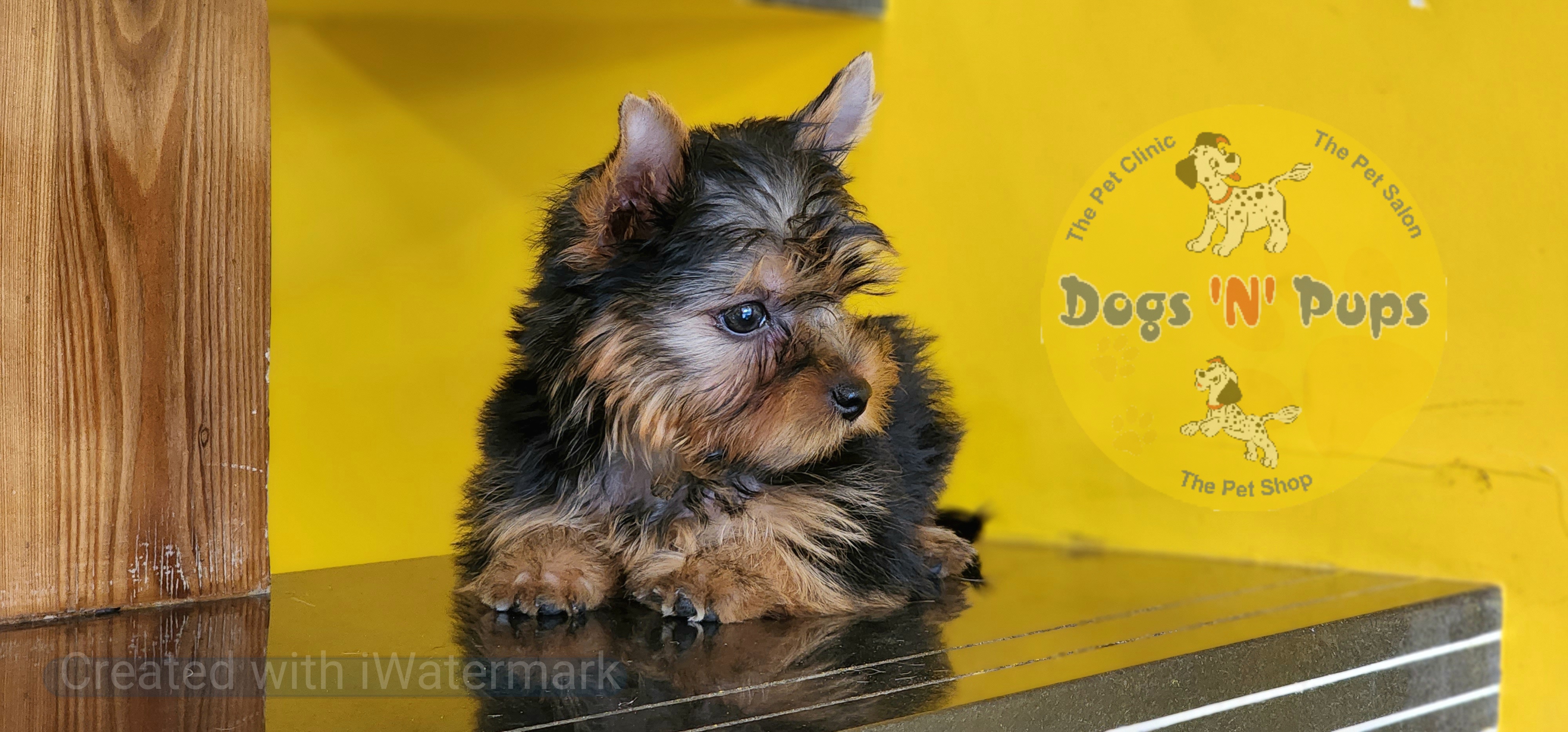 Yorkshire terrier  image 3