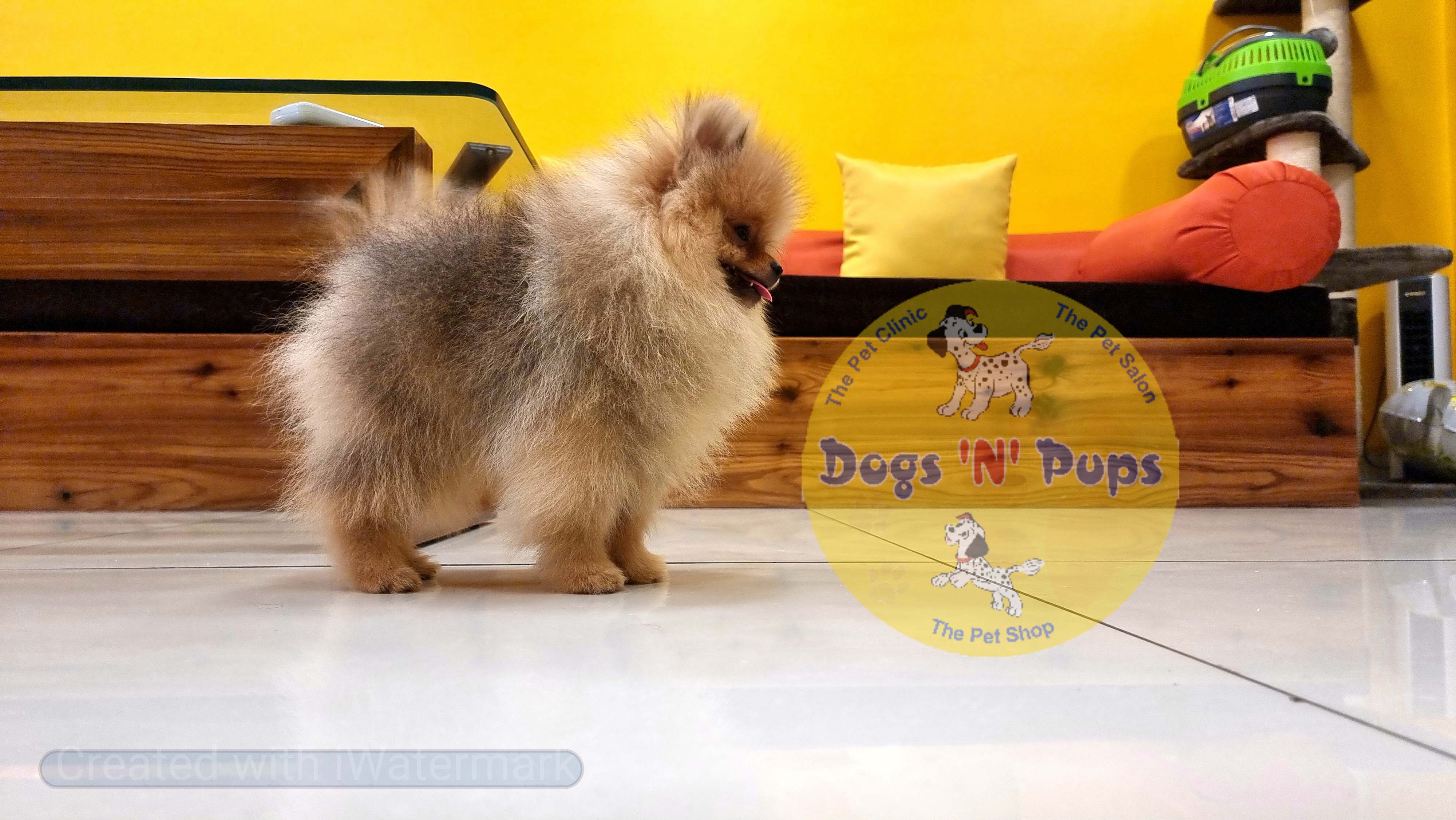 pet Toy pomeranian  header image