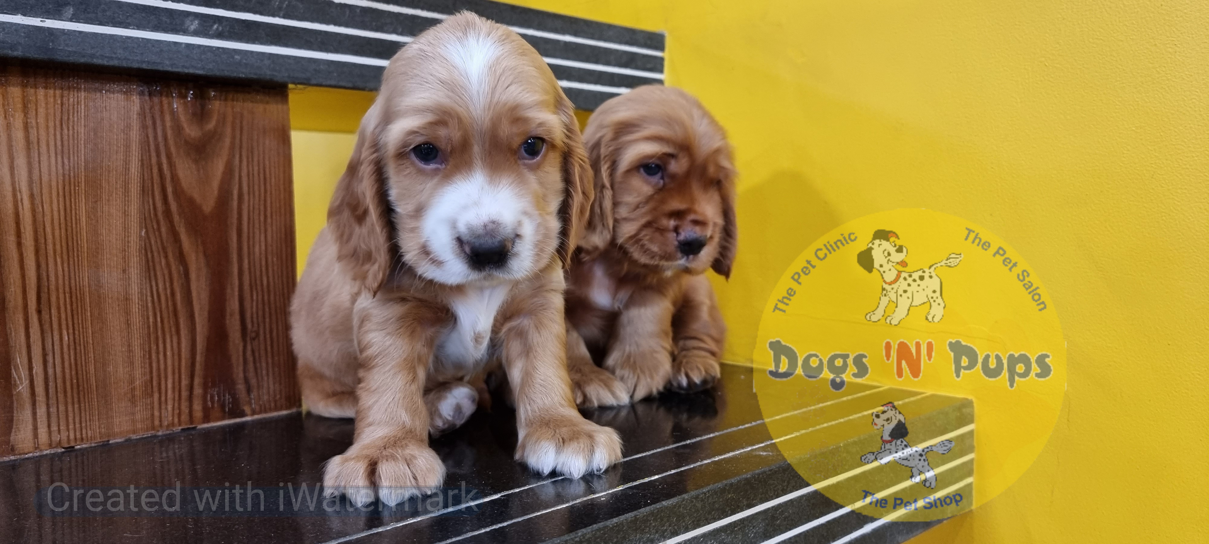 Cocker spaniel  image 2