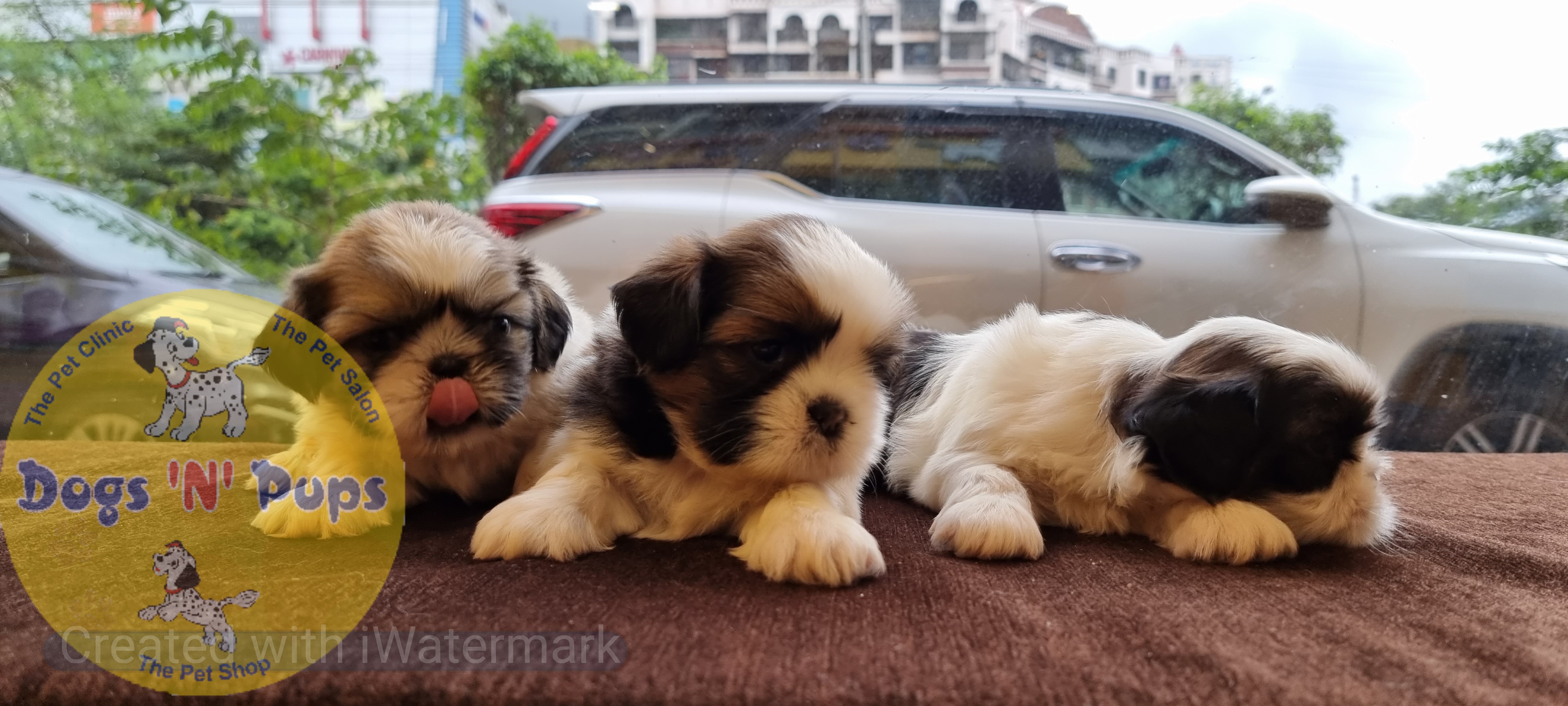 Shihtzu  image 3