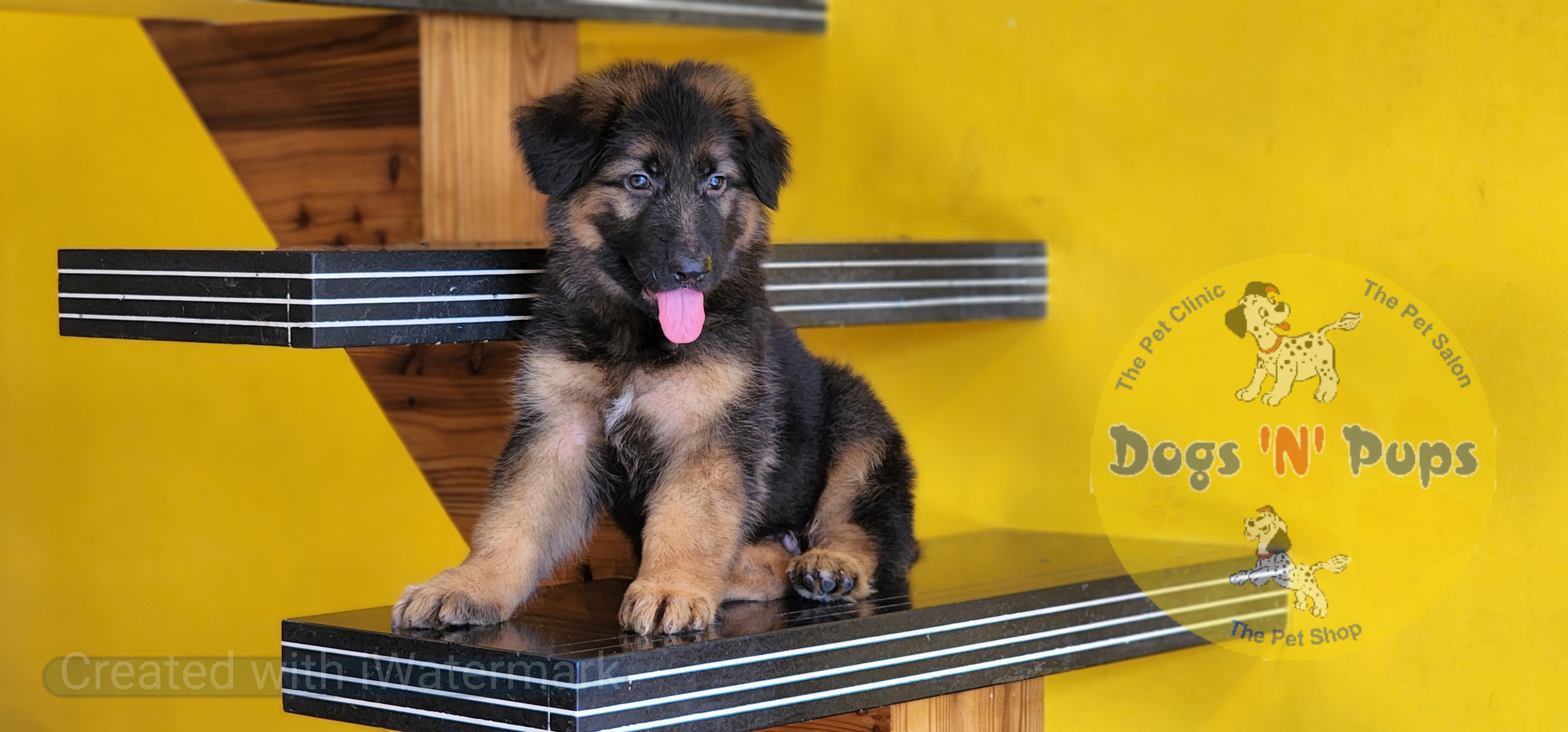 next dog posted image