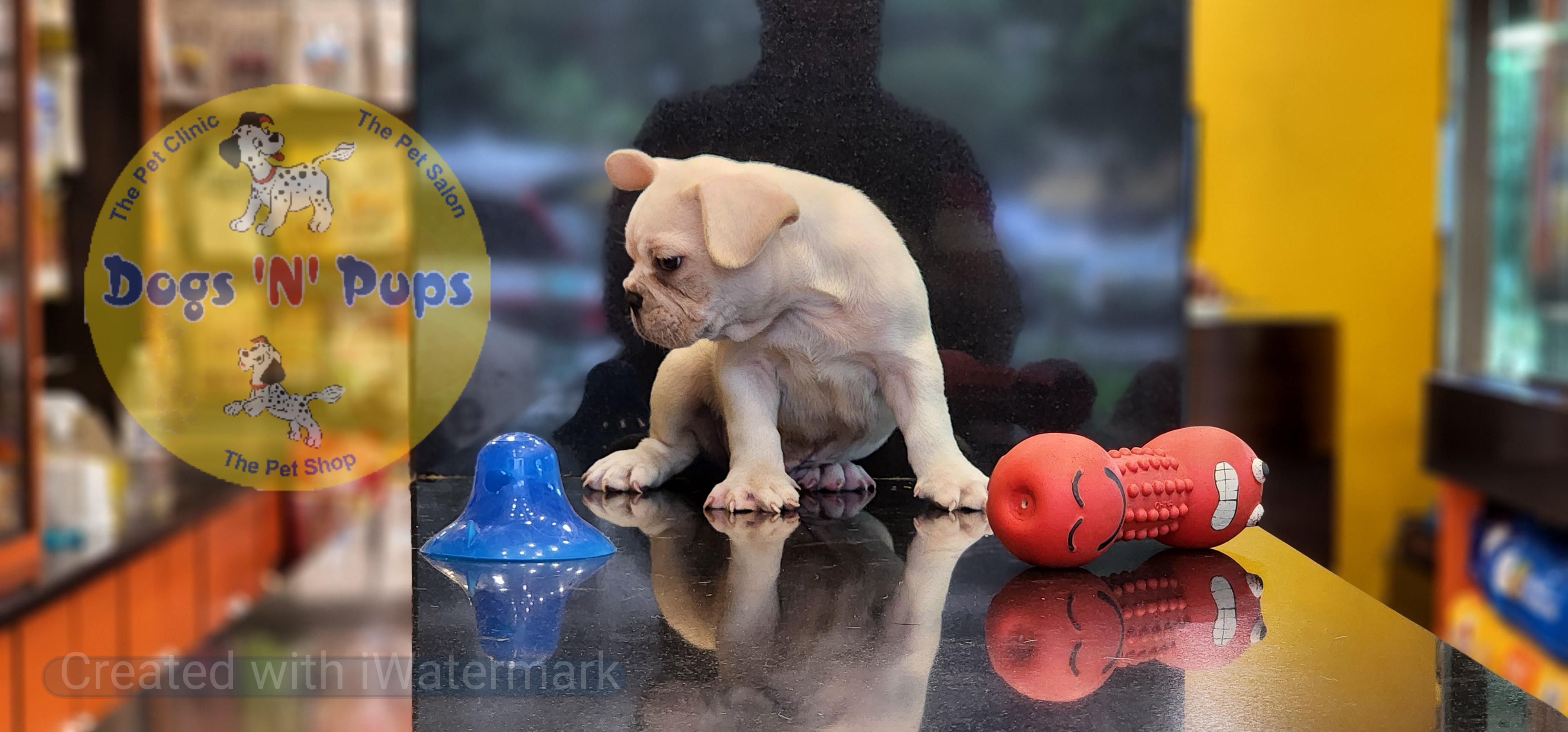 French bulldog  image 6