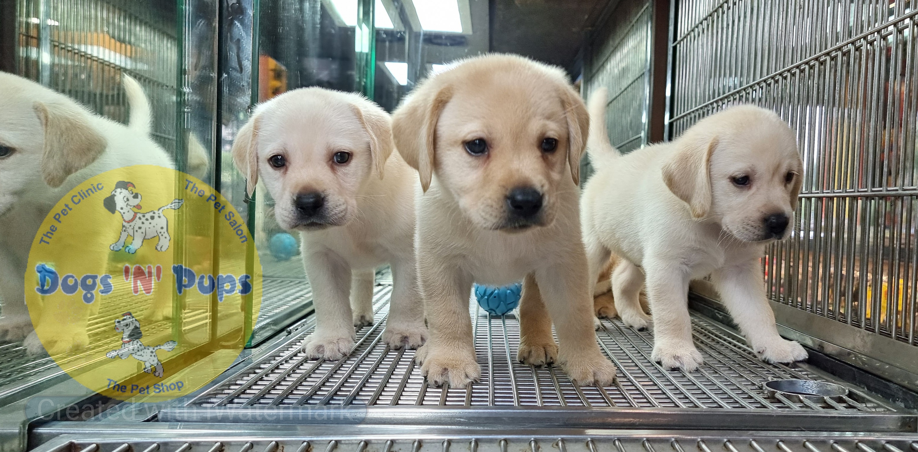 Labrador puppies  image 16