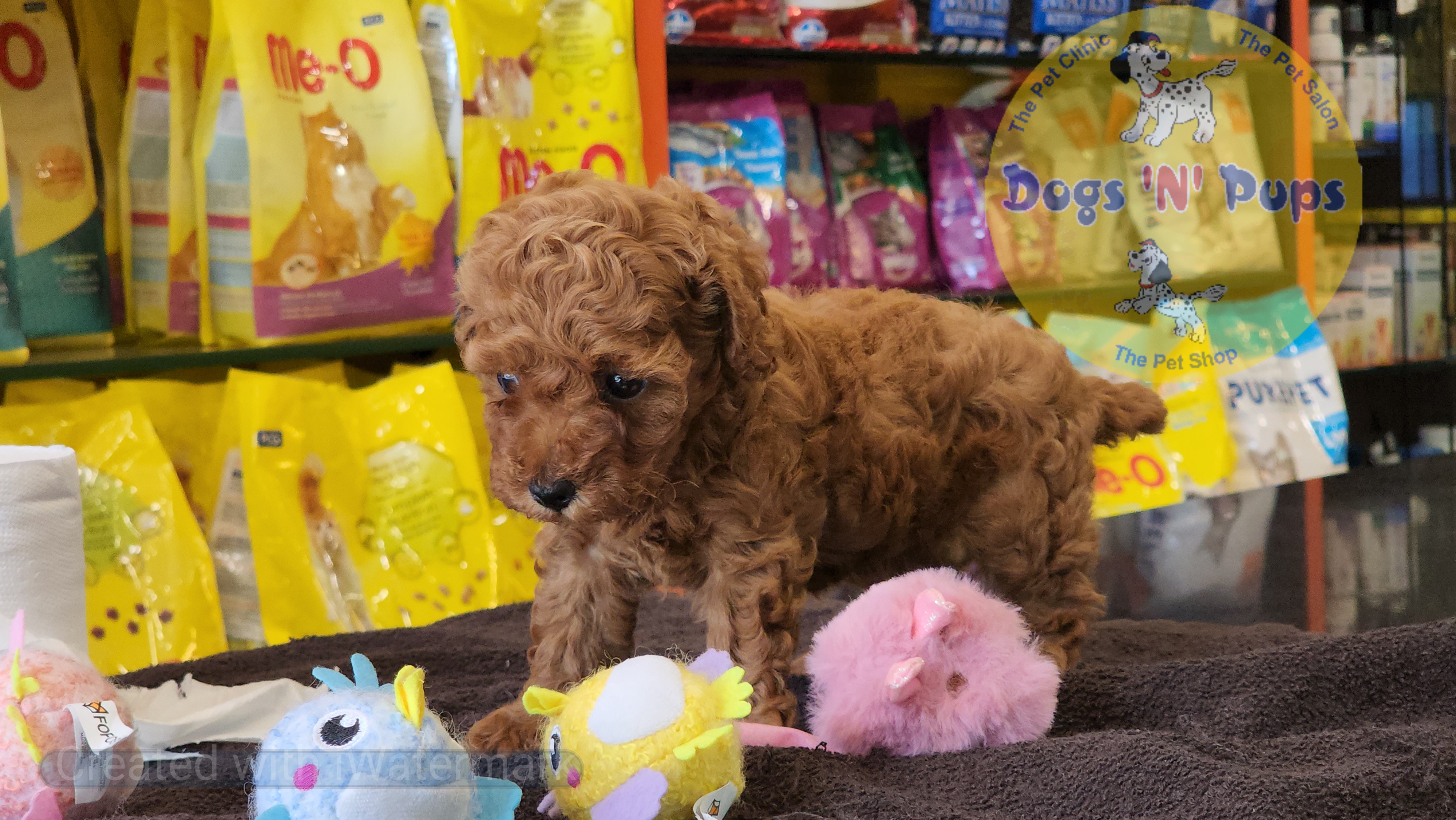 Toy poodle  image 5