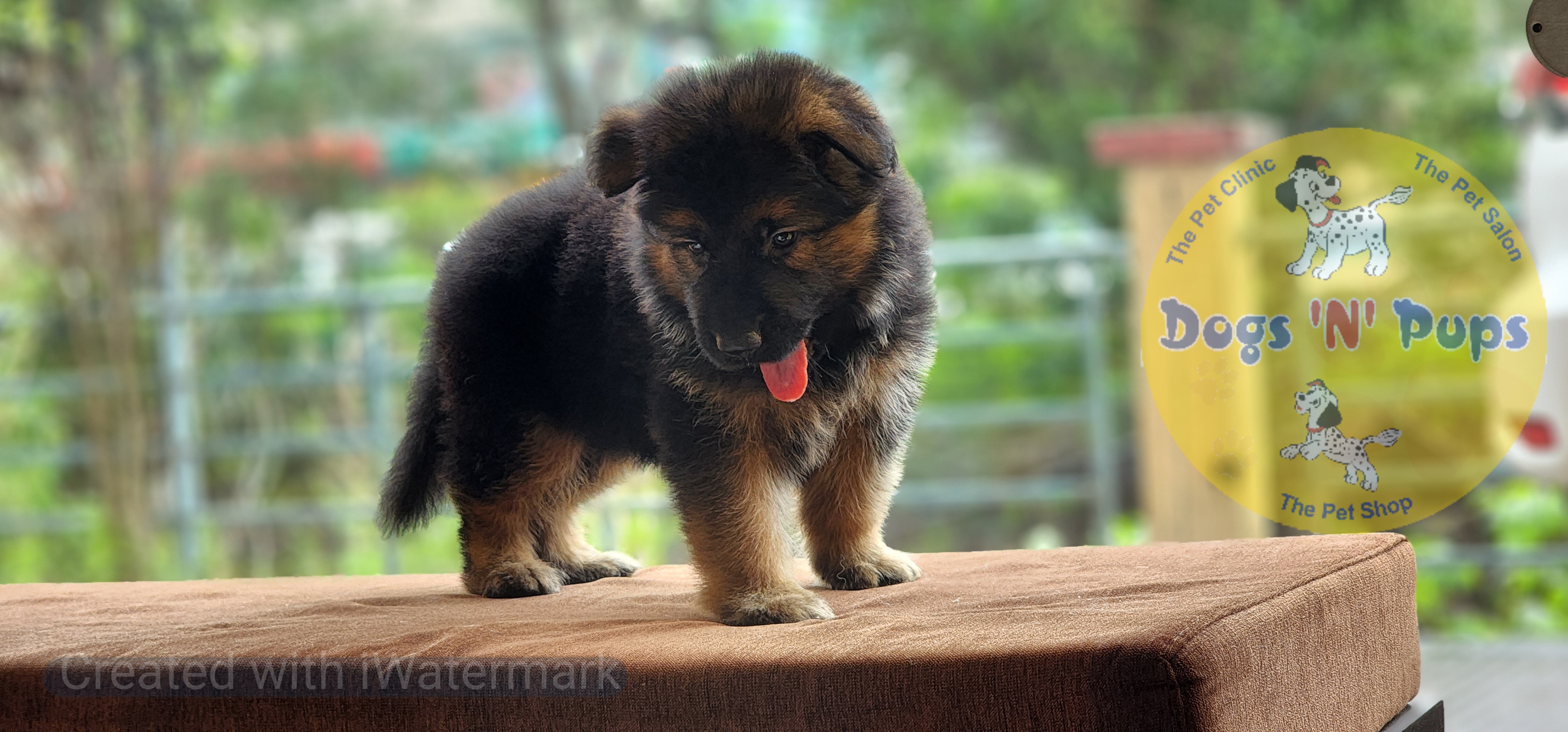 German shepherd  image 6