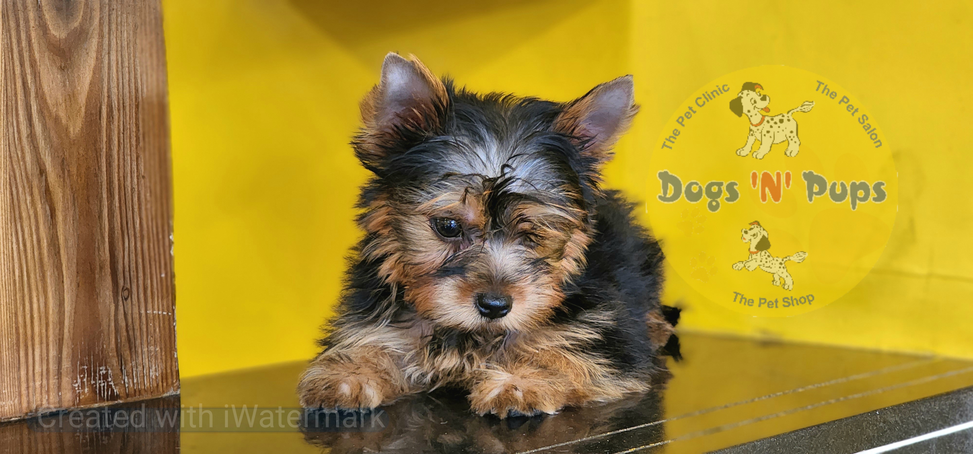 Yorkshire terrier  image 8