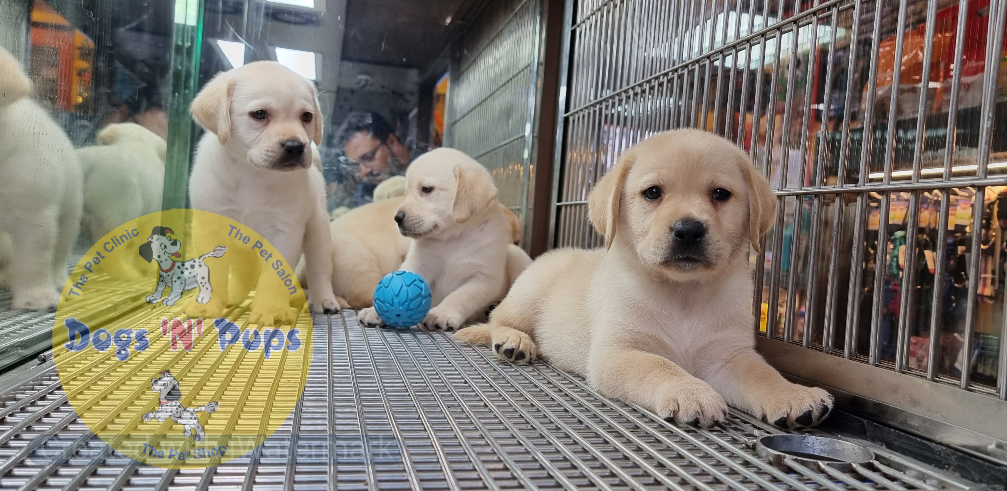 Labrador puppies  image 4
