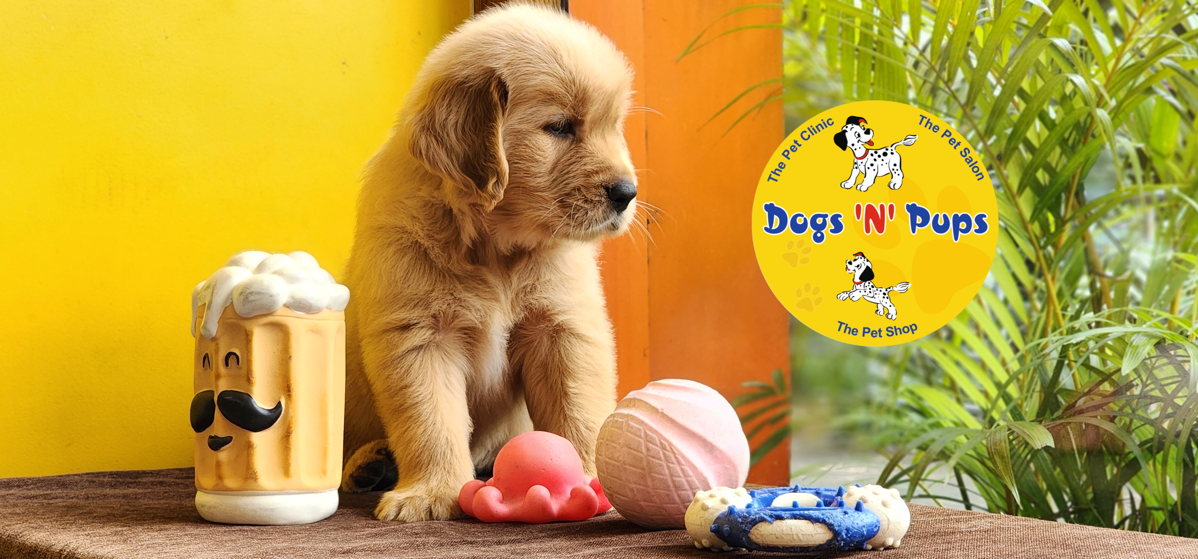 Golden retriever  image 3