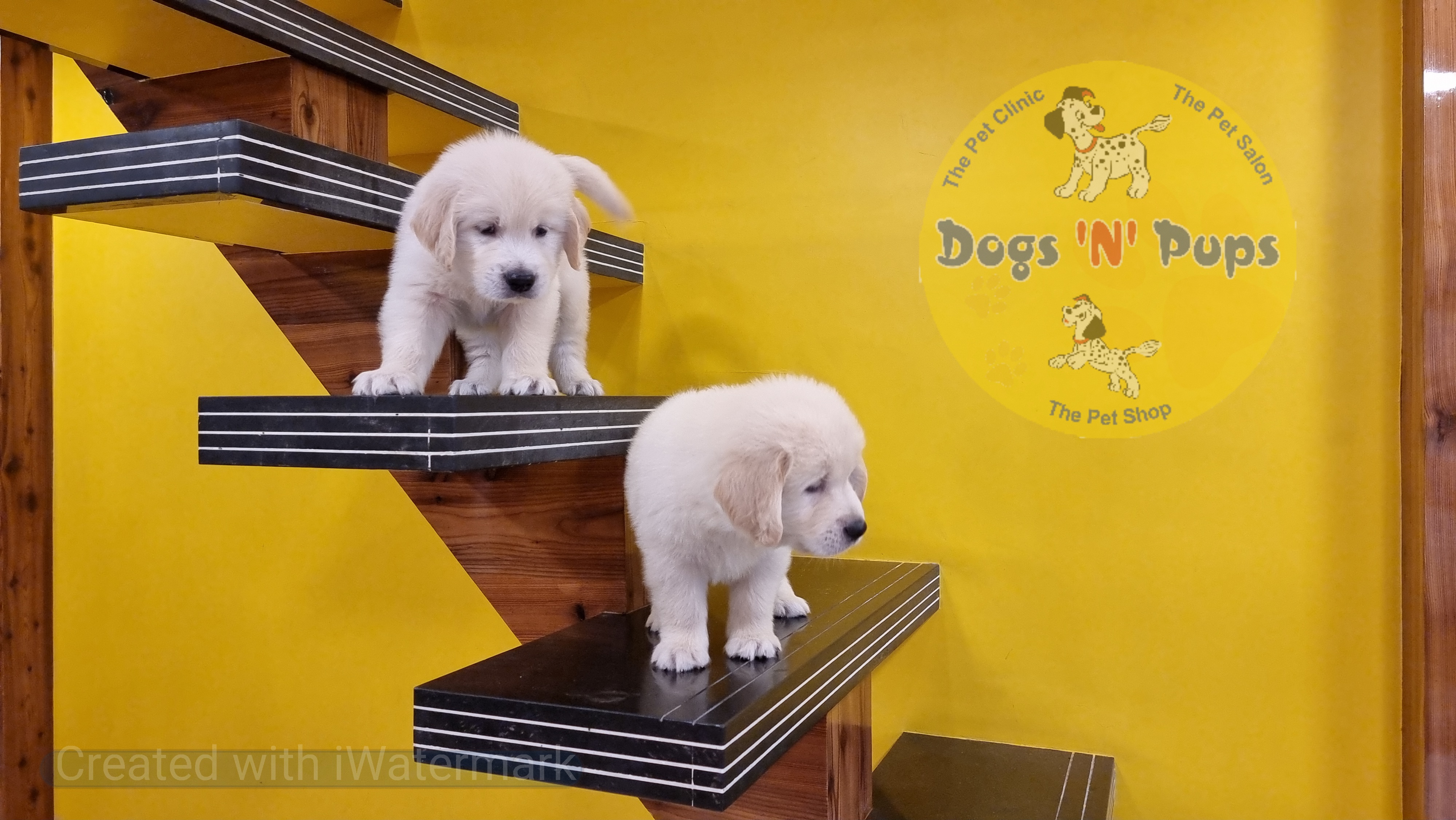 Golden retriever  image 4