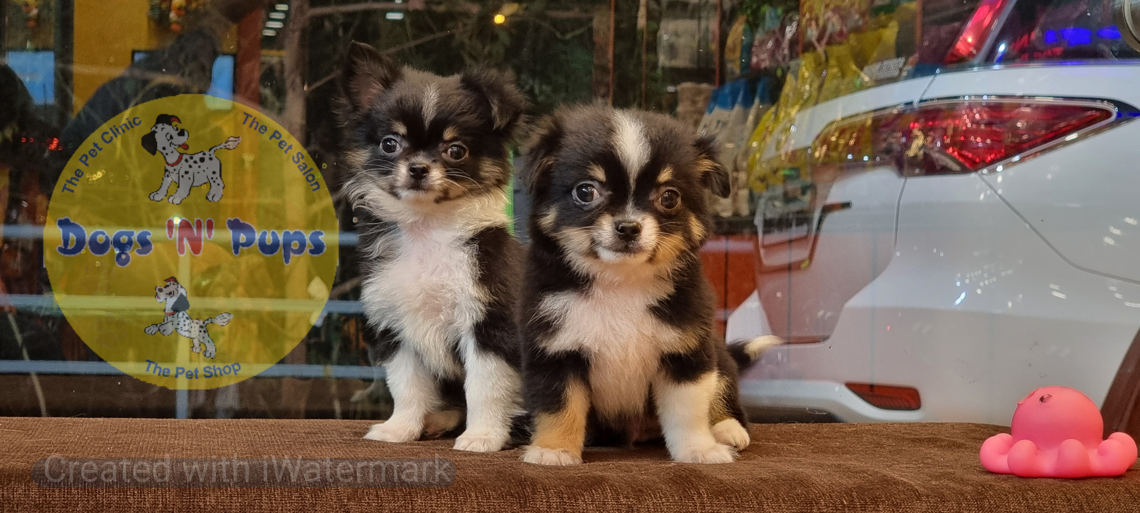 Chihuahua long haired  image 5