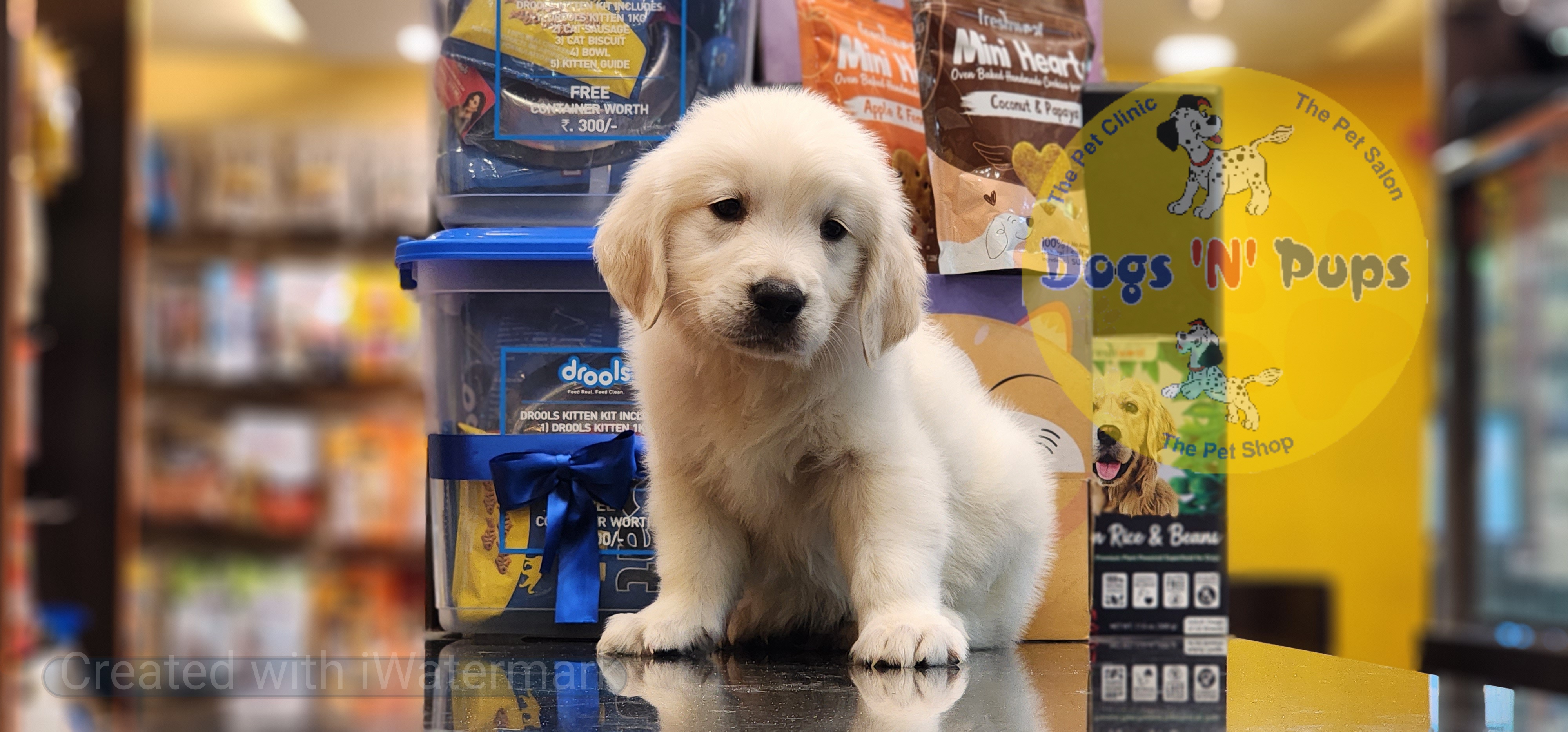 Golden retriever  image 5