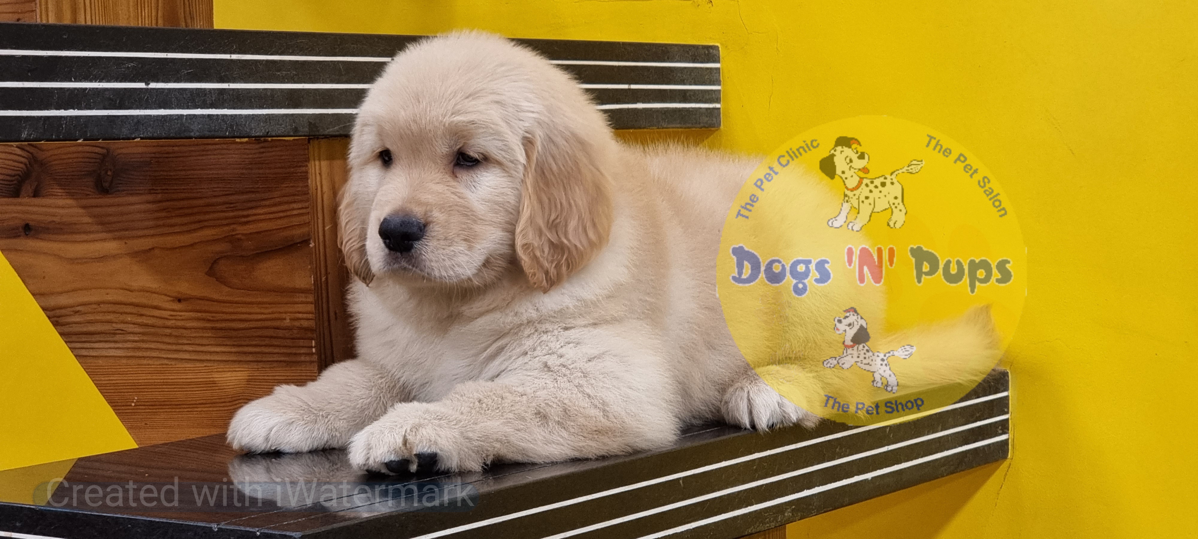 Golden retriever   image 3