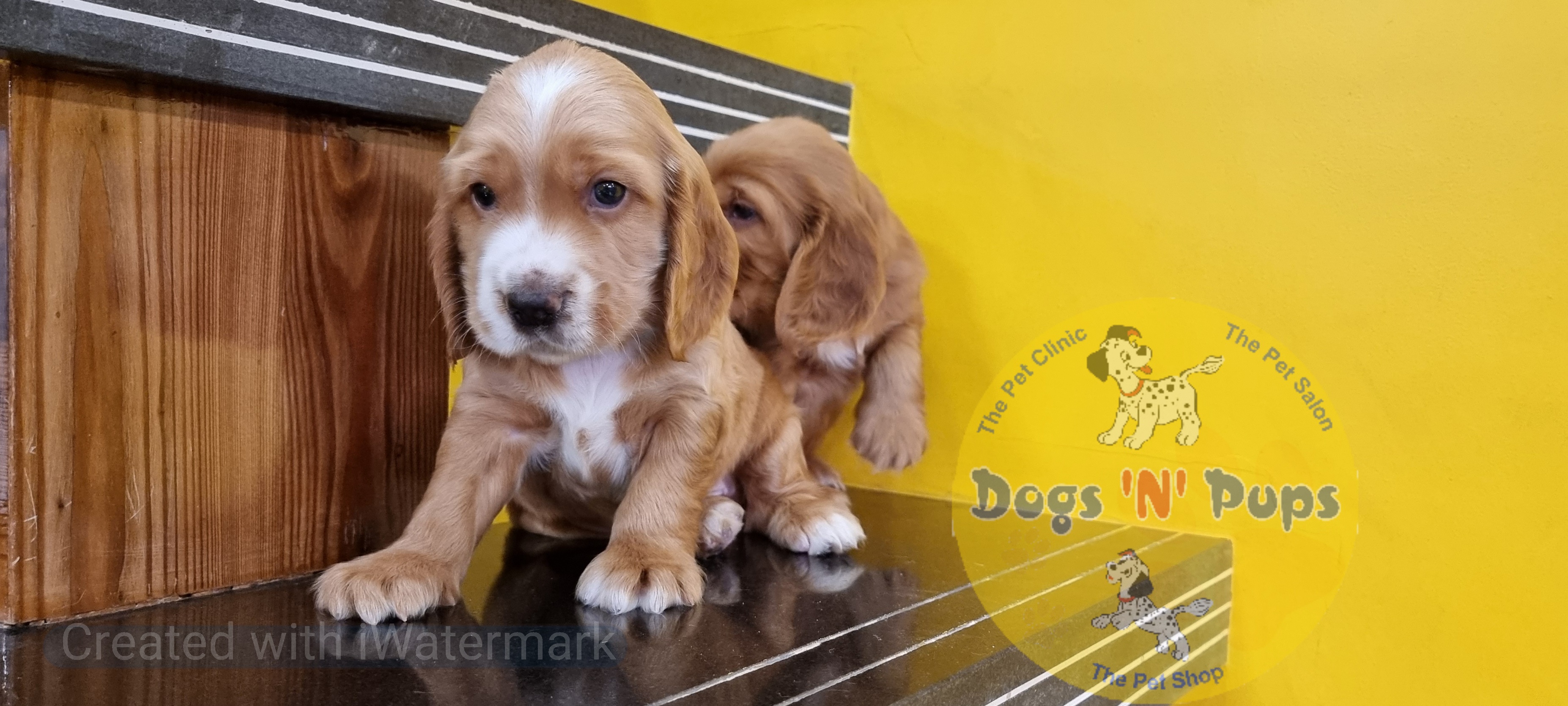 Cocker spaniel  image 12