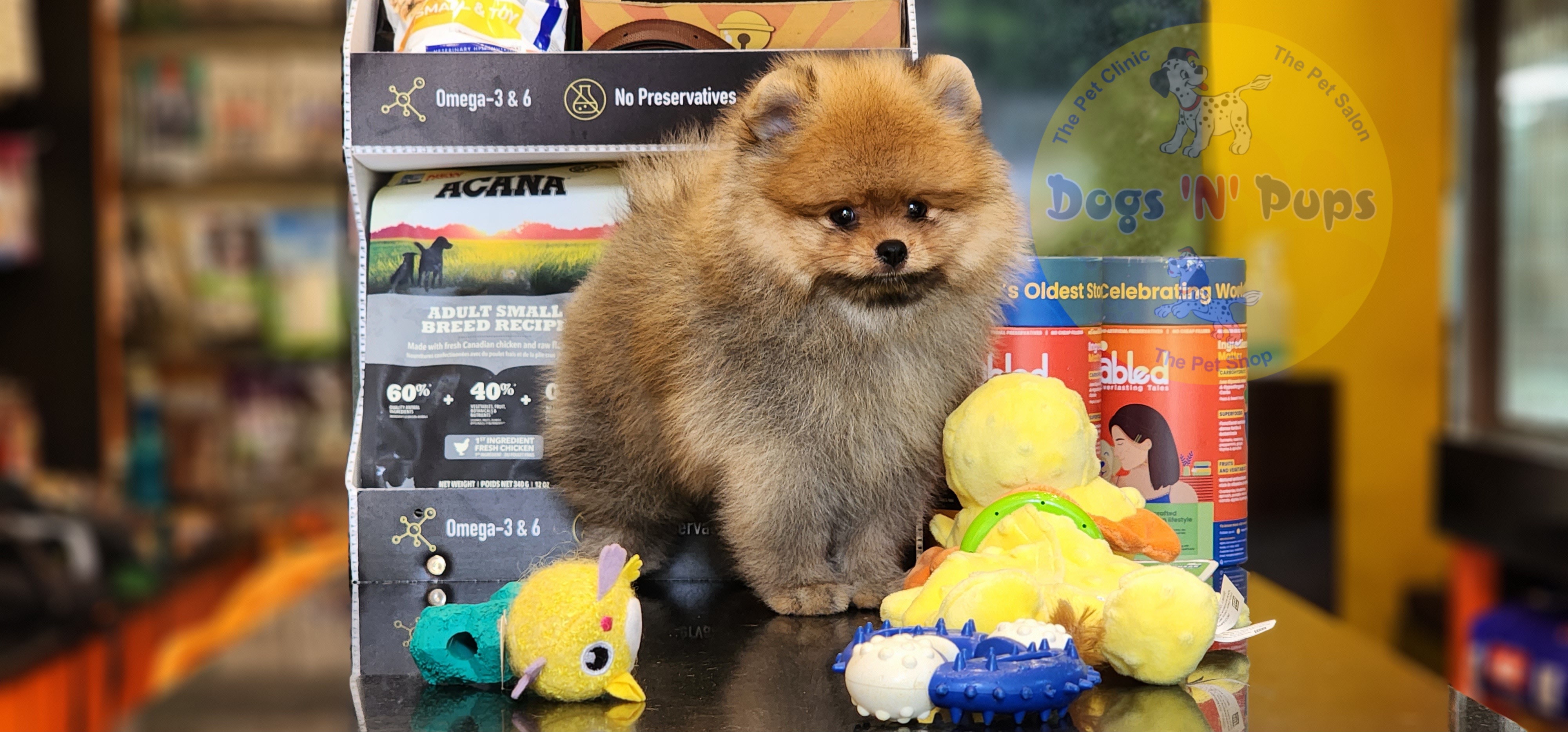 Toy pomeranian  image 3