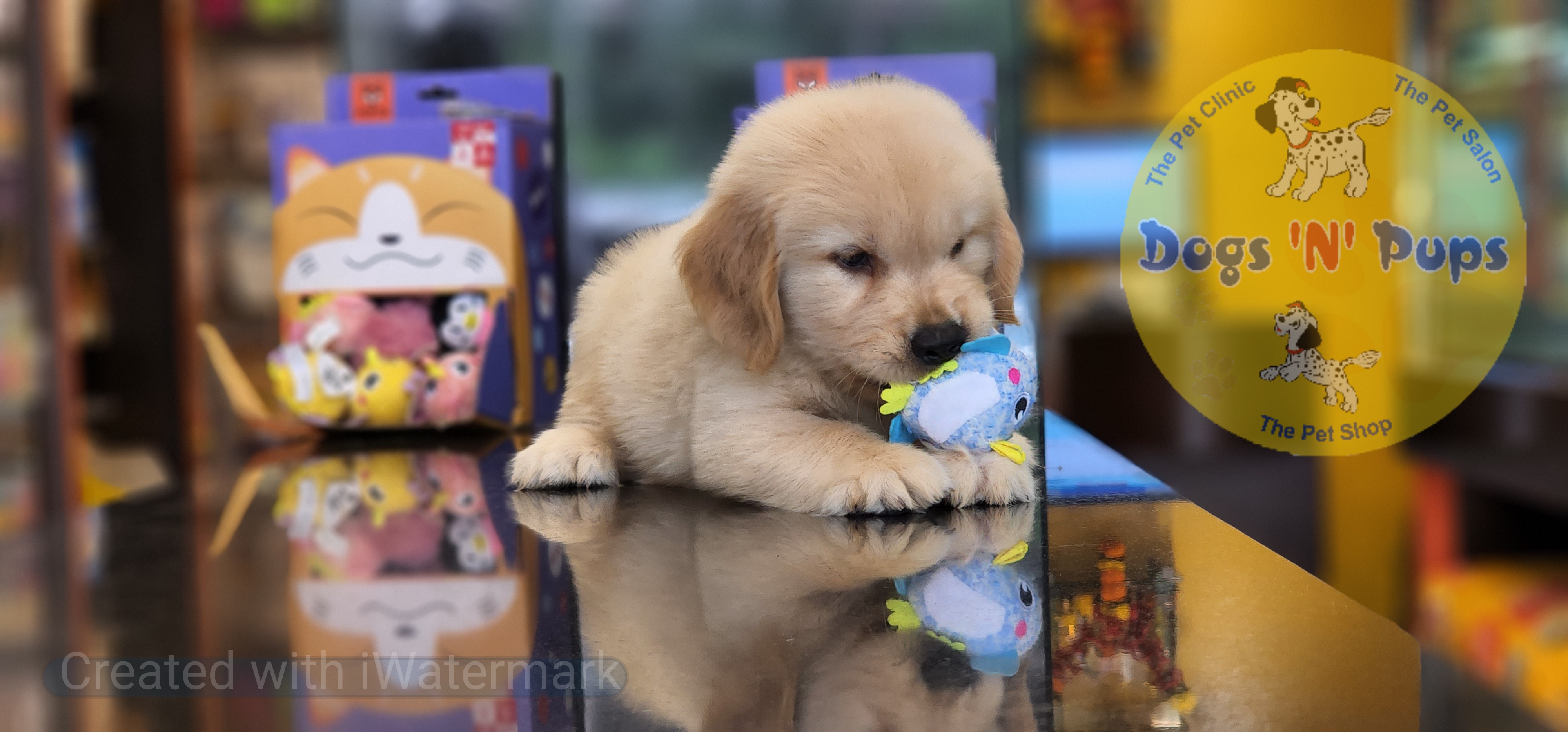 Golden retriever  image 4