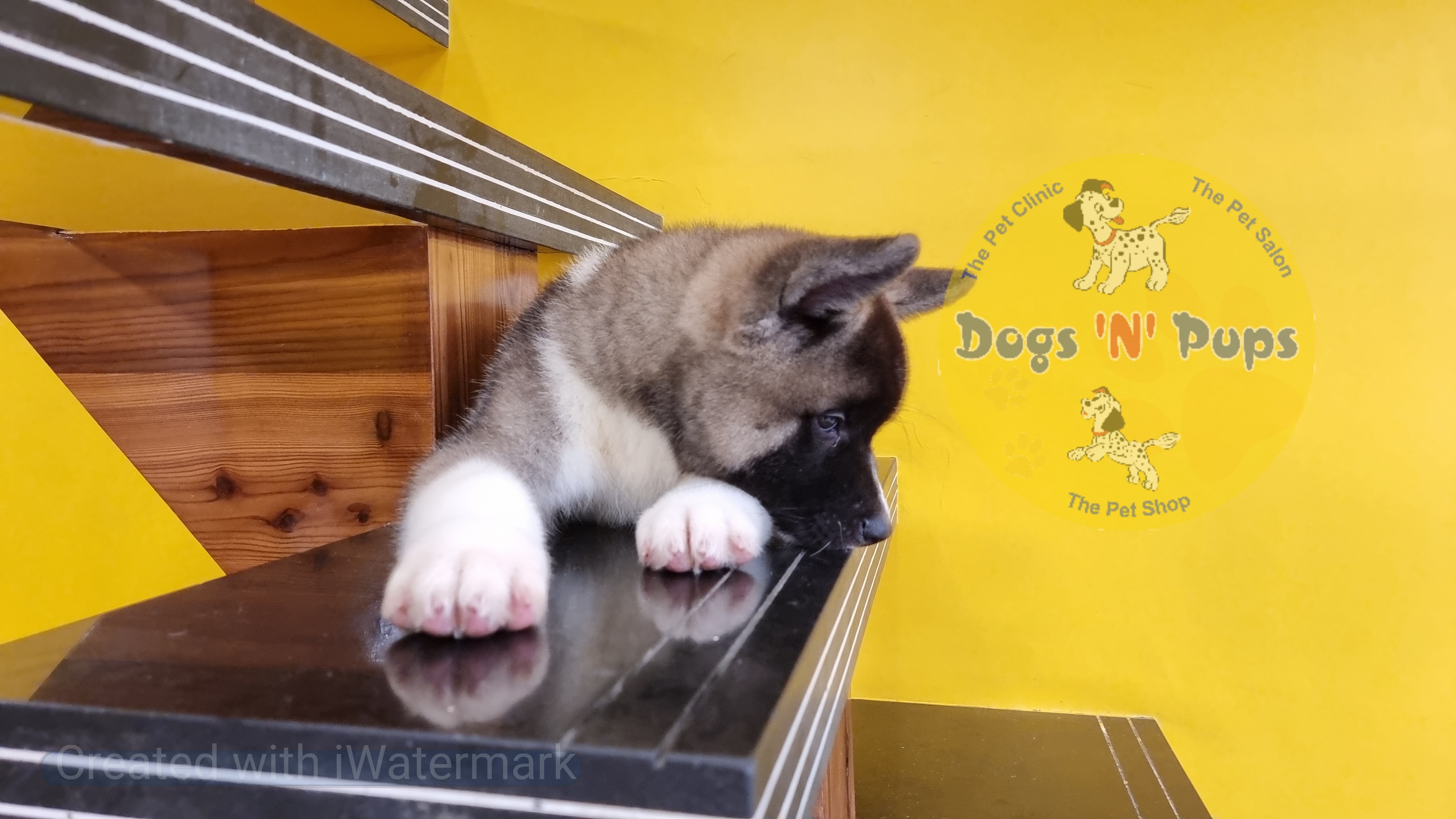 American Akita  image 6