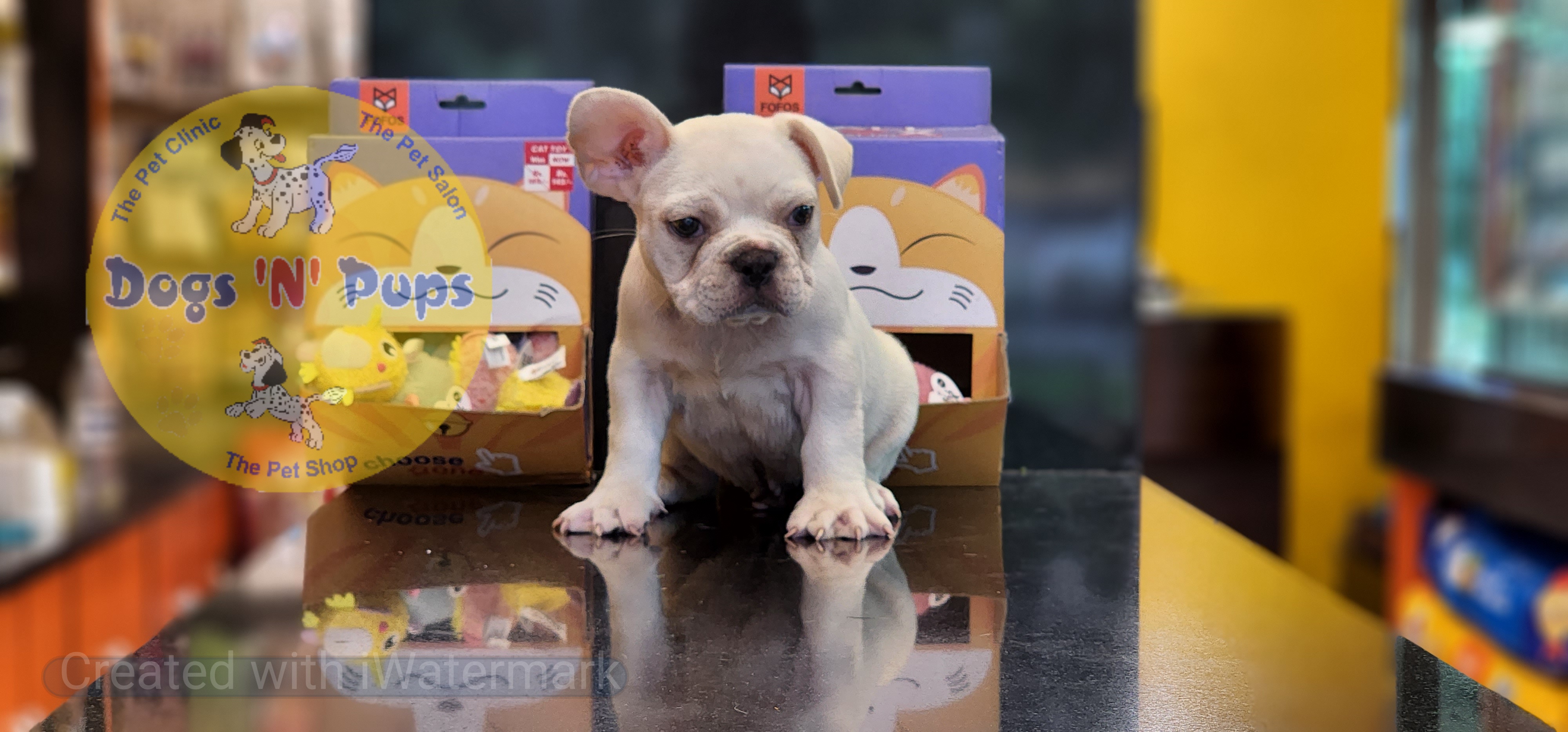 French bulldog  image 12