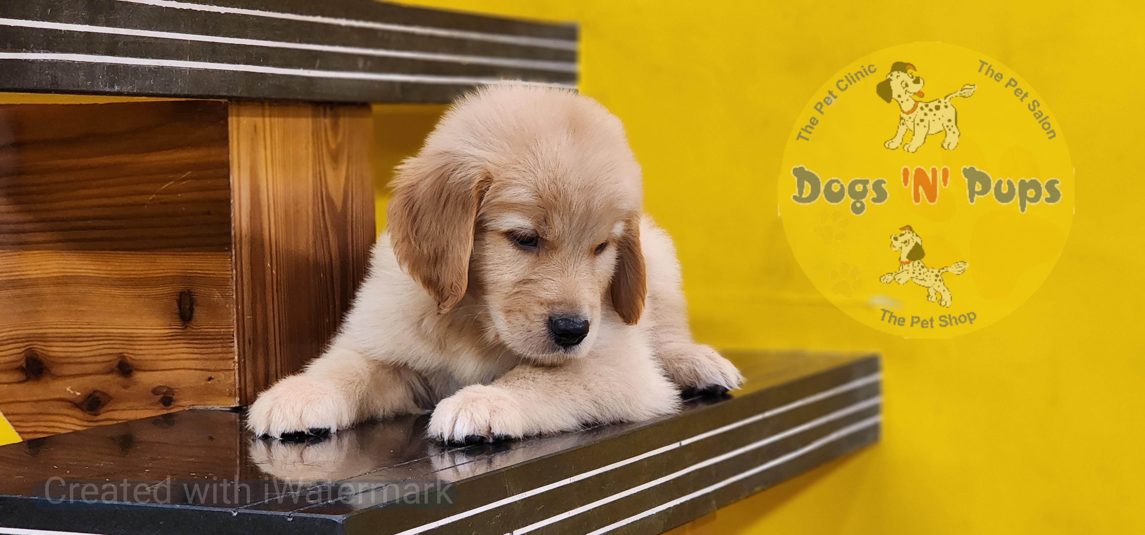 Golden retriever  image 4