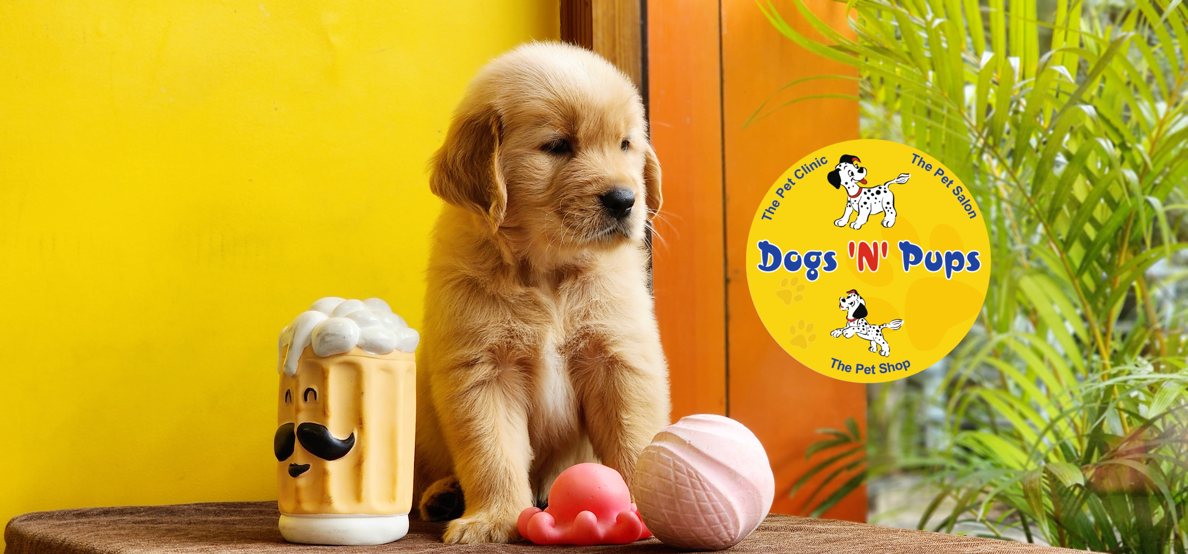 Golden retriever  image 4