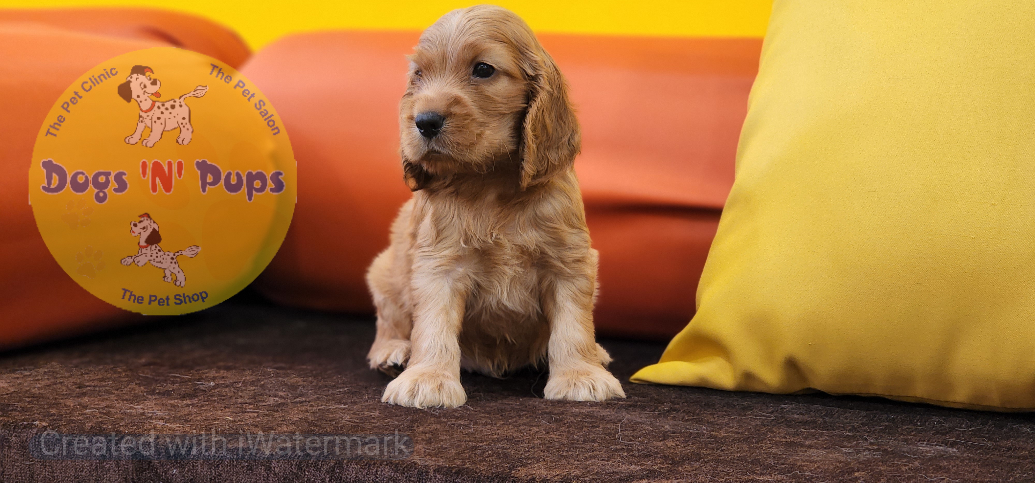 pet Cocker Spaniel  header image