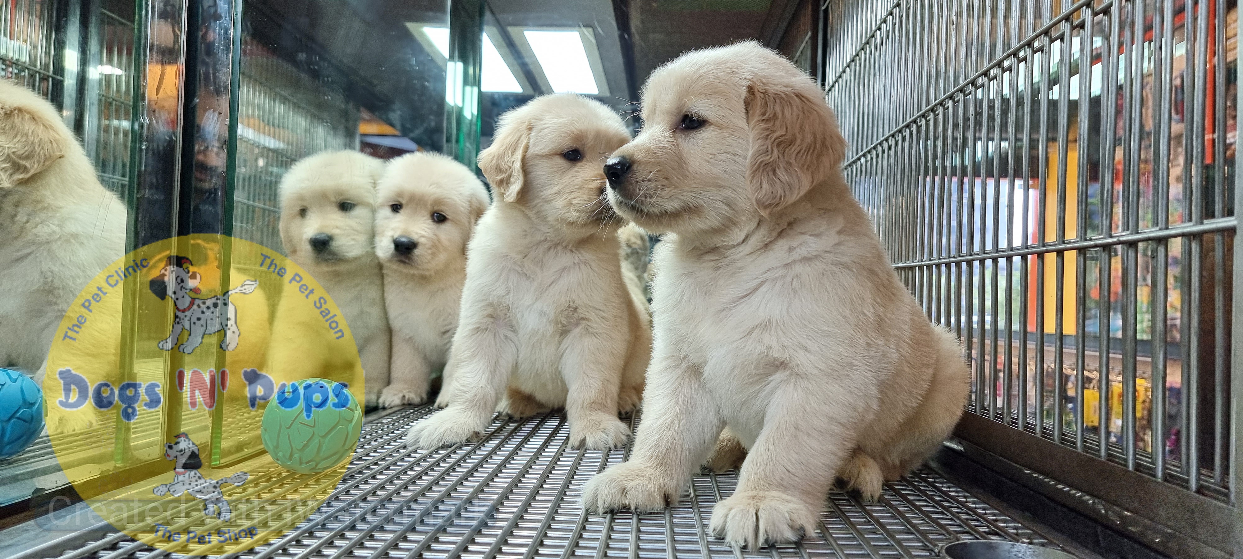 Golden retriever puppies  image 13