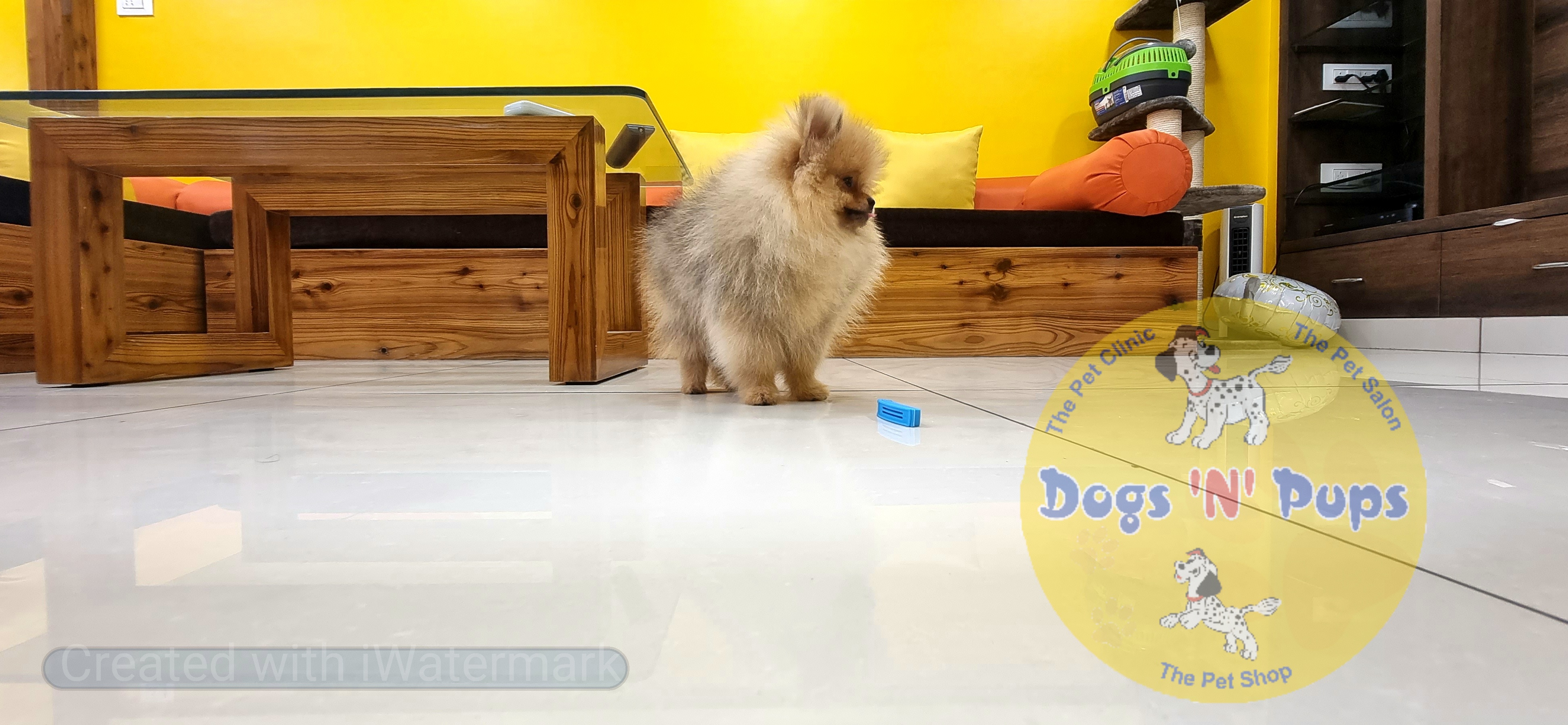 Toy pomeranian  image 4