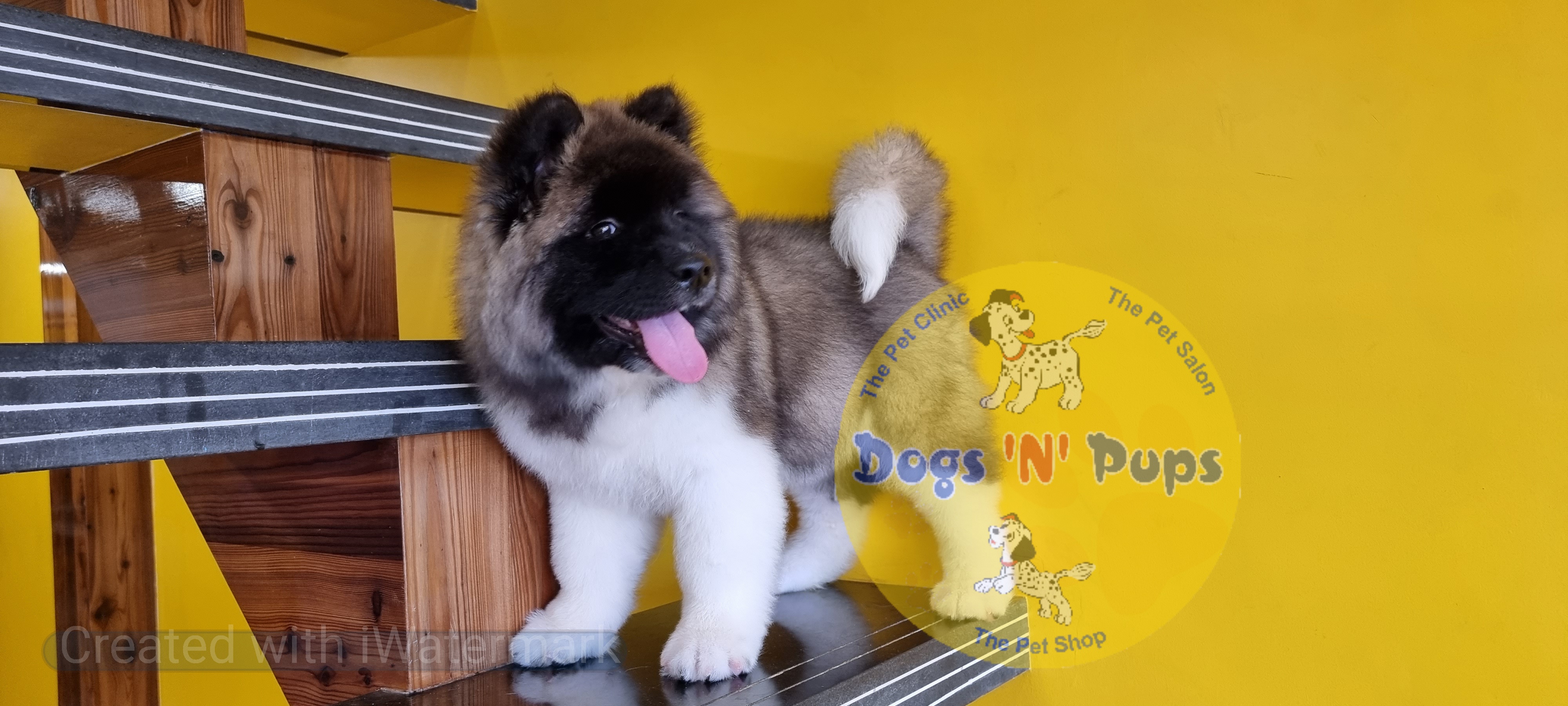 American Akita image 6