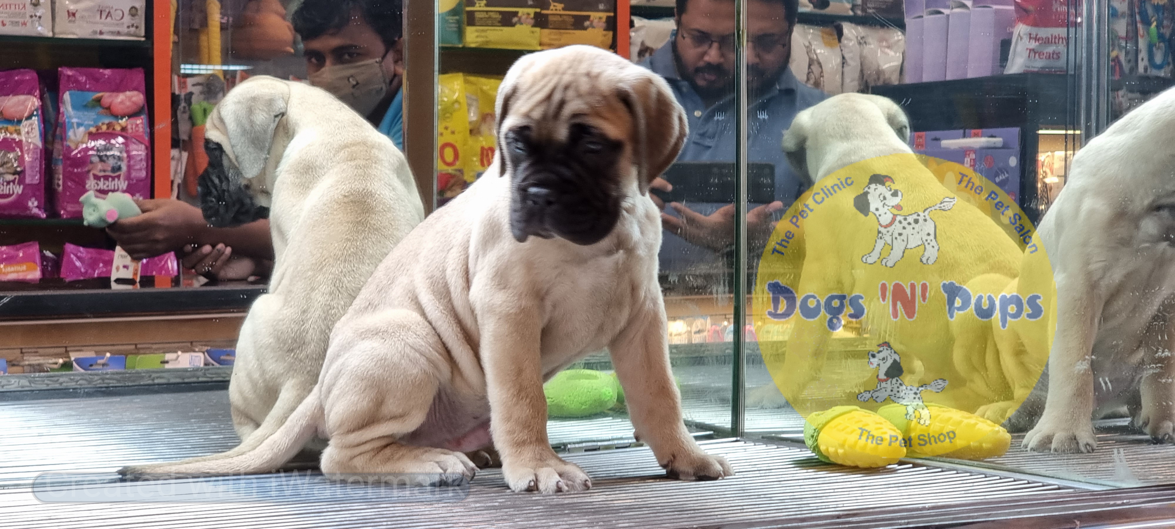 Bullmastiff  image 7